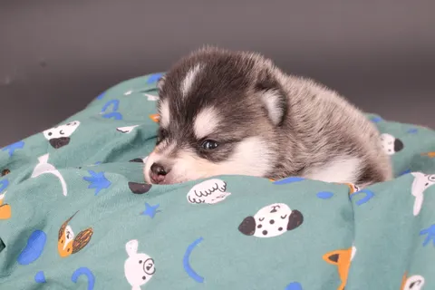 RÉMUS, chiot Pomsky Royal POMSKY - photo 5