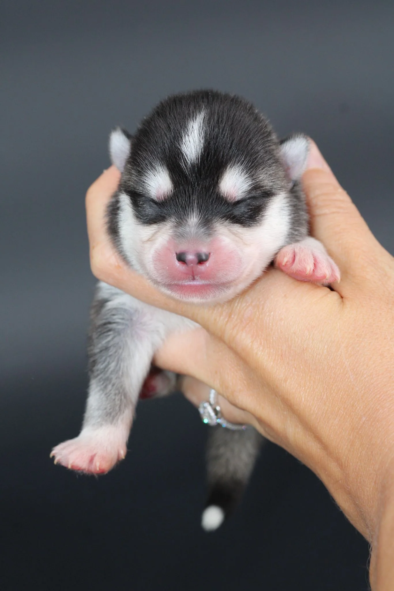 RÉMUS, chiot Pomsky Royal POMSKY - photo 3