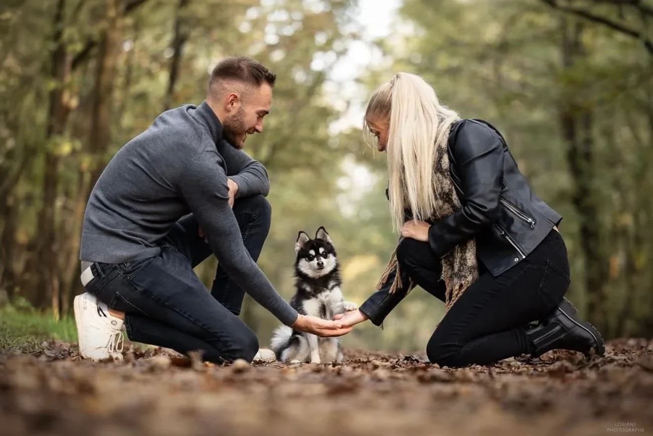 Jeune Pomsky avec sa famille humaine dans un moment calme