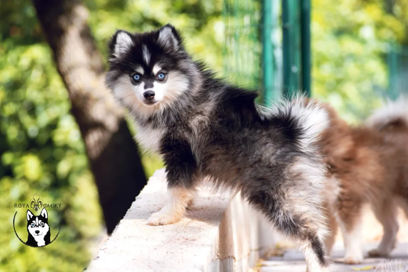 Chiot Pomsky attentif et calme pendant ses premières découvertes