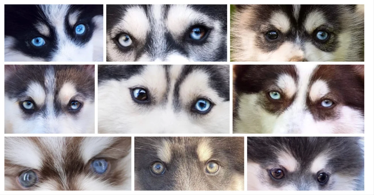 Montage illustrant différentes couleurs d'yeux observées chez le Pomsky