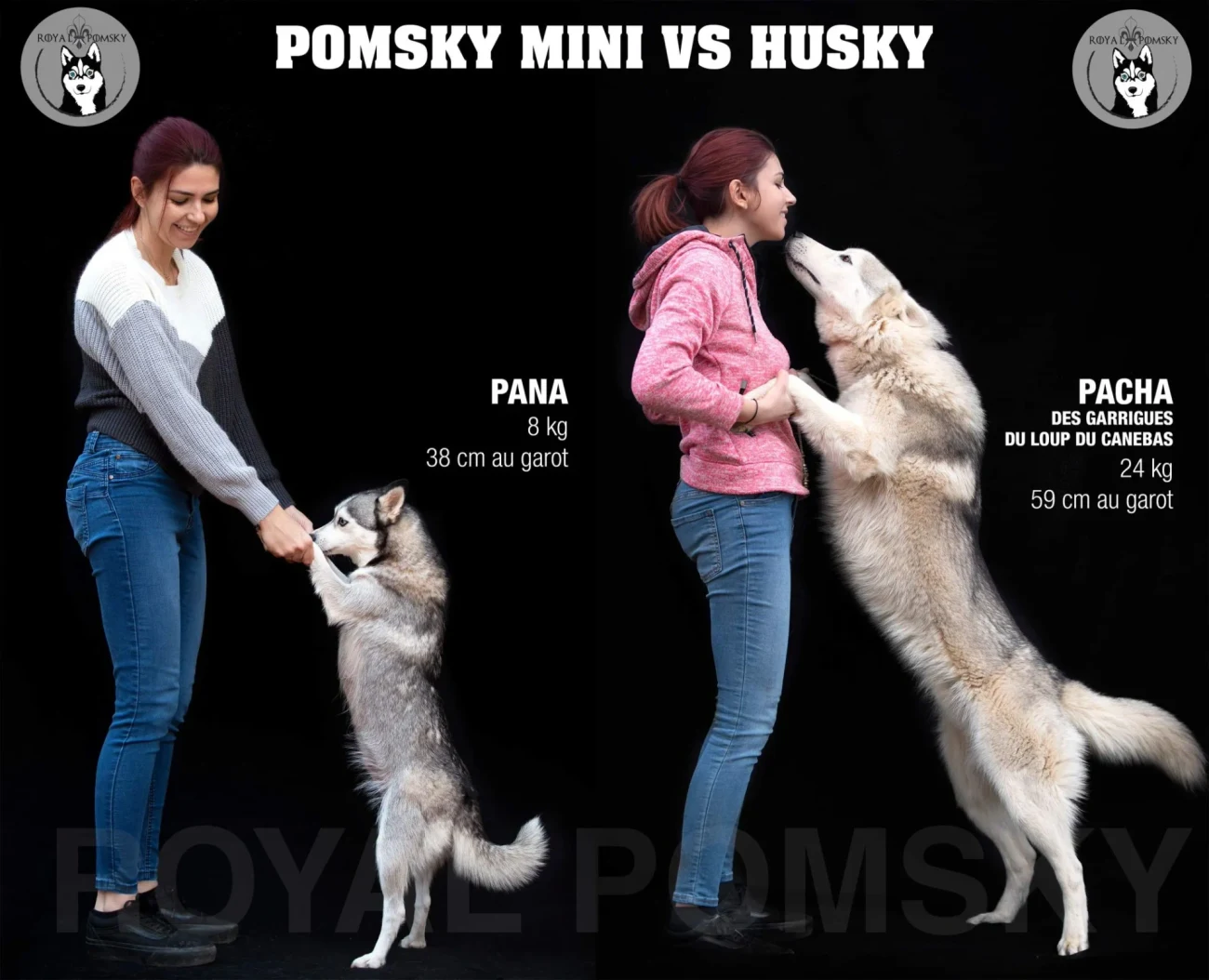 Schéma comparatif de taille entre un Pomsky miniature et un Husky sibérien