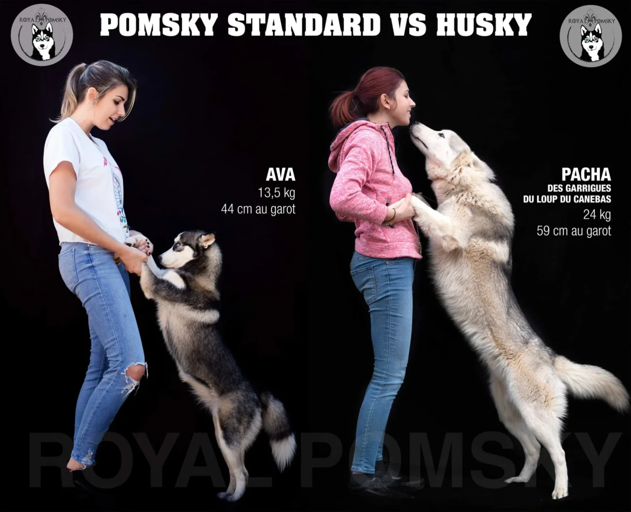Schéma comparatif de taille entre un Pomsky standard et un Husky sibérien