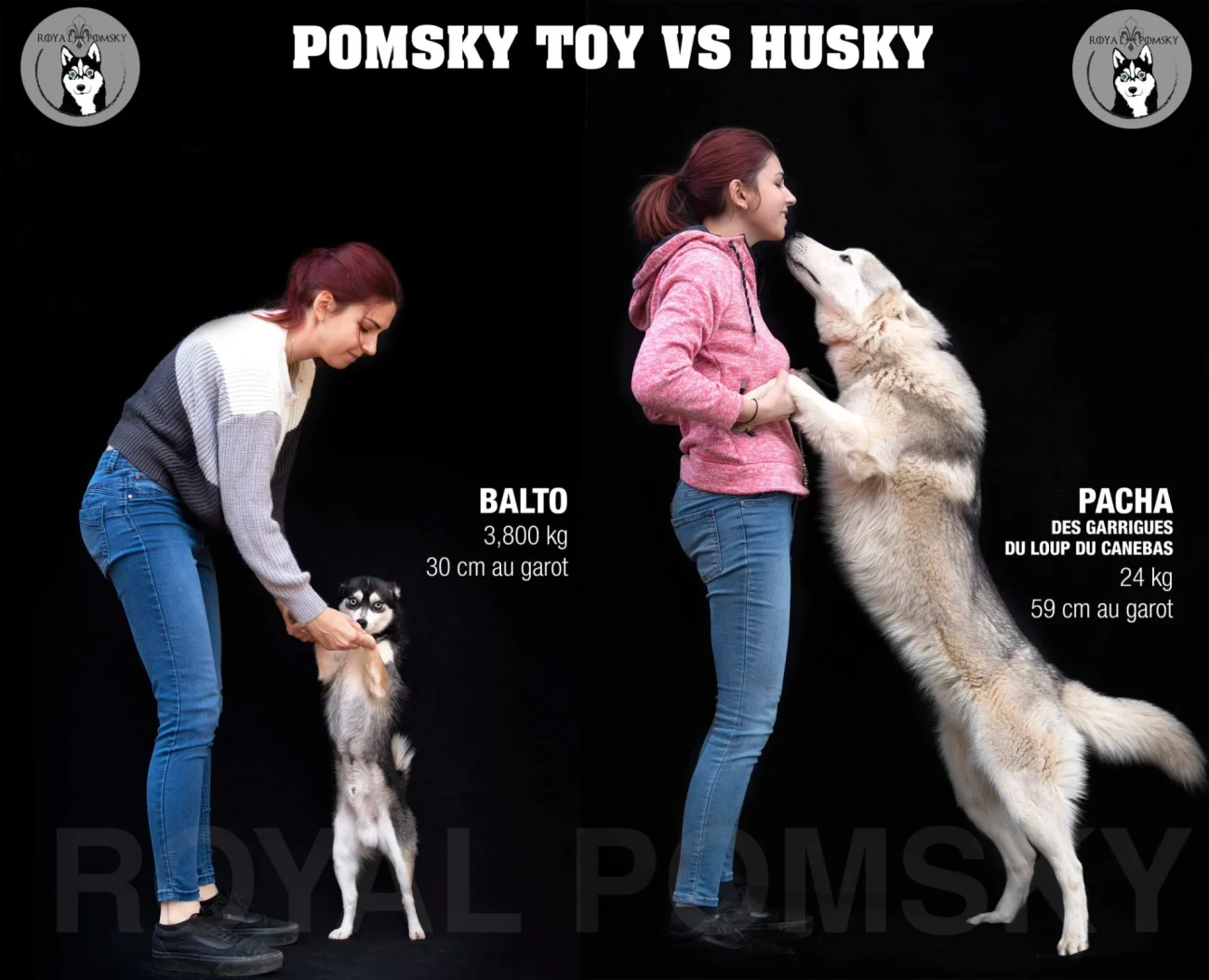 Schéma comparatif de taille entre un Pomsky Toy et un Husky sibérien