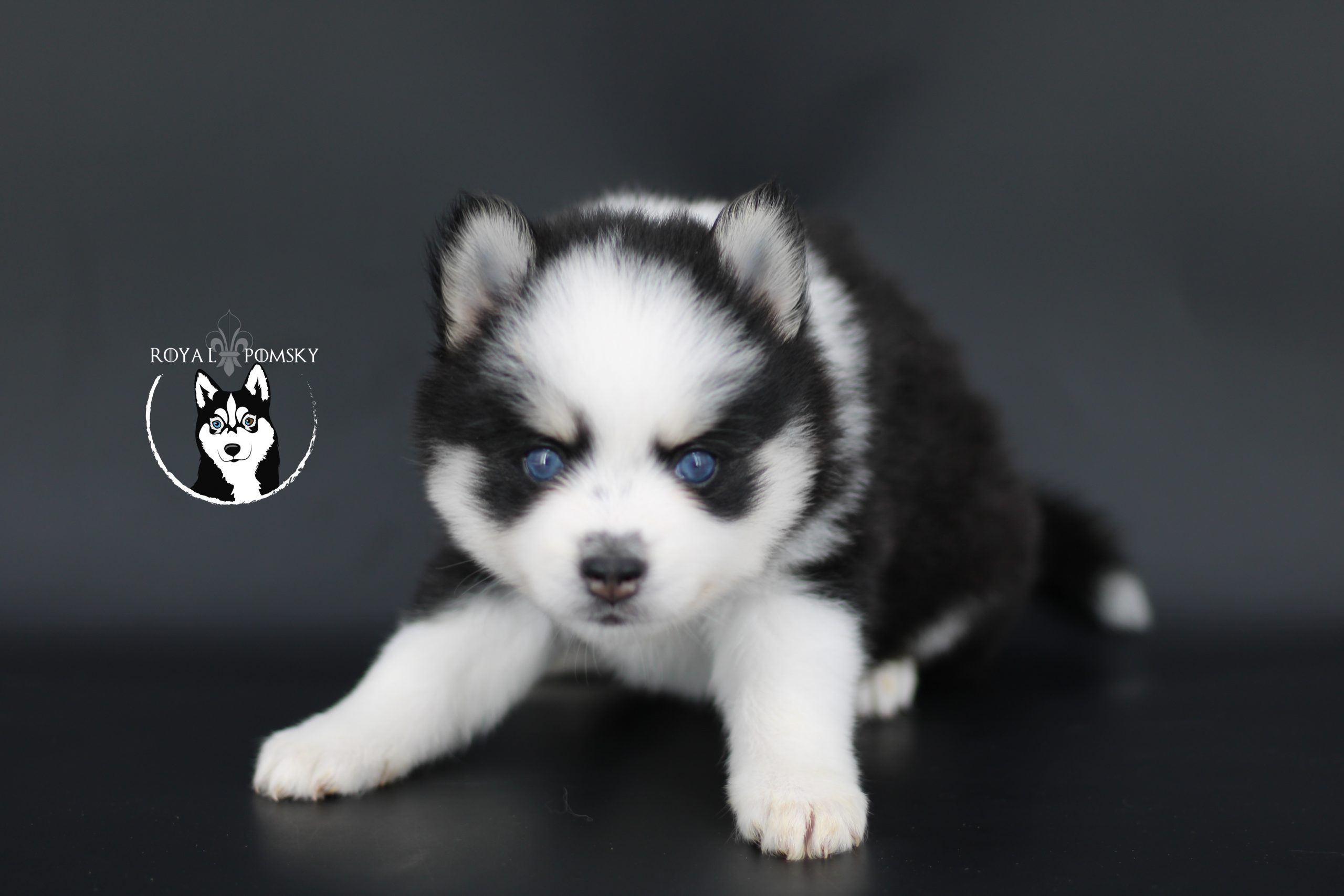 LA TAILLE D’UN POMSKY