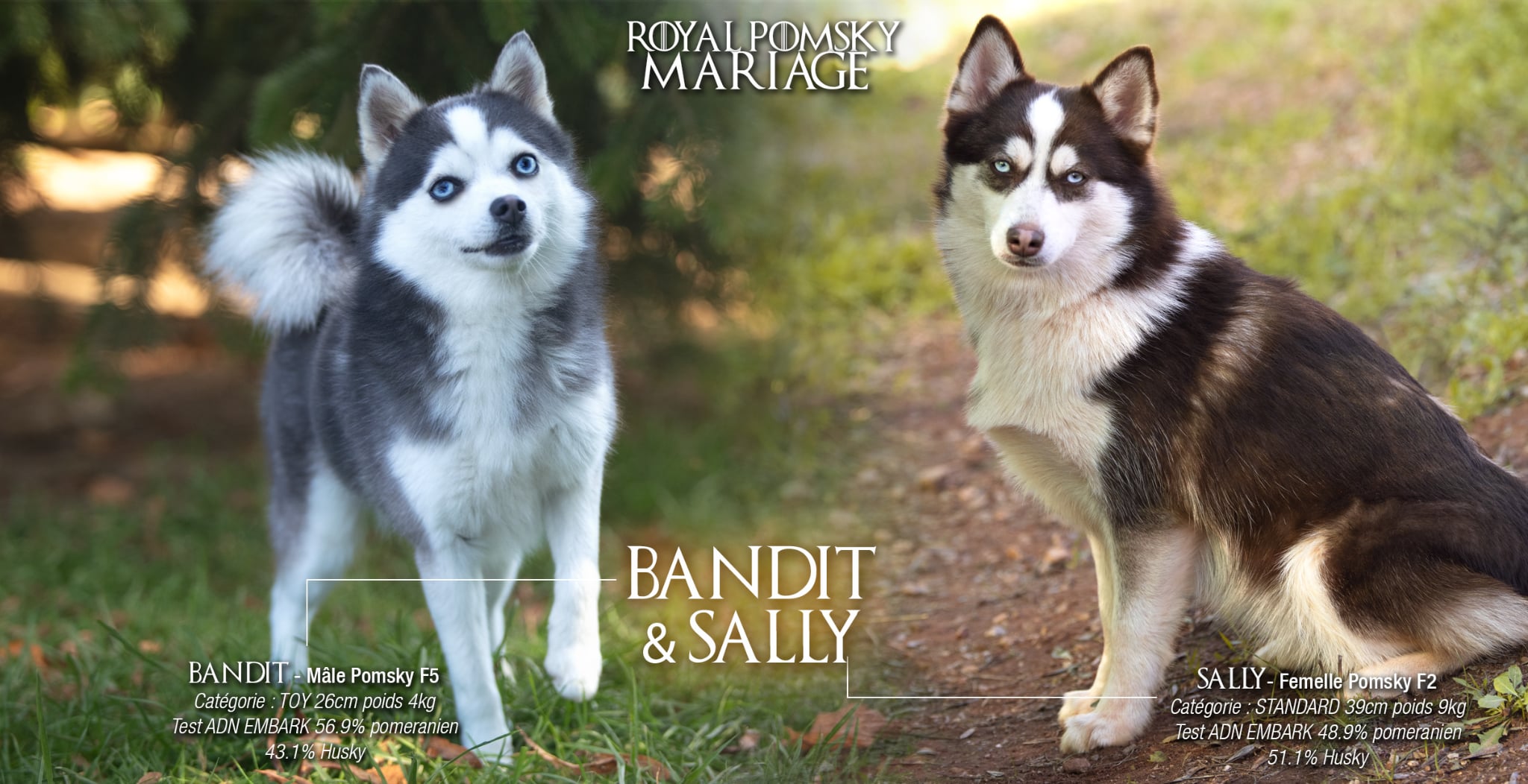 elevage pomsky 