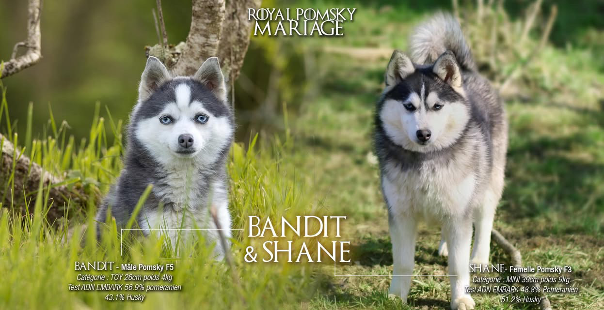 Élevage Pomsky 