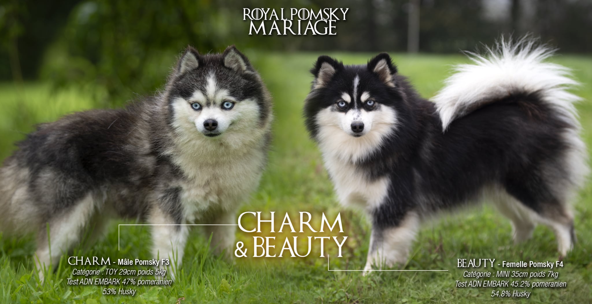 Élevage Pomsky 