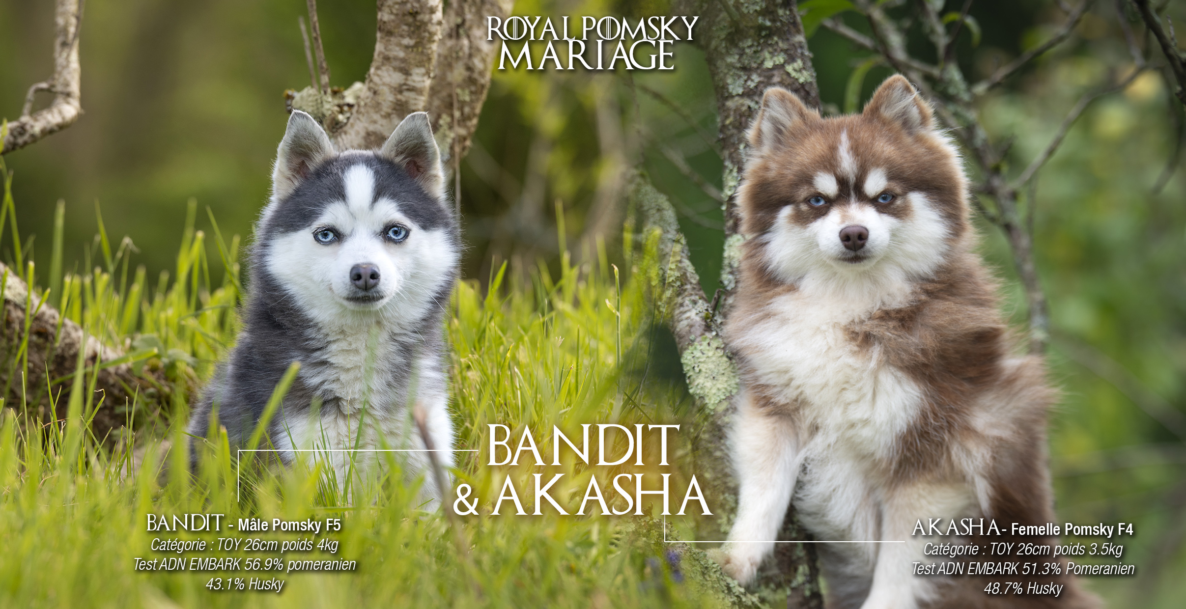 Élevage Pomsky 