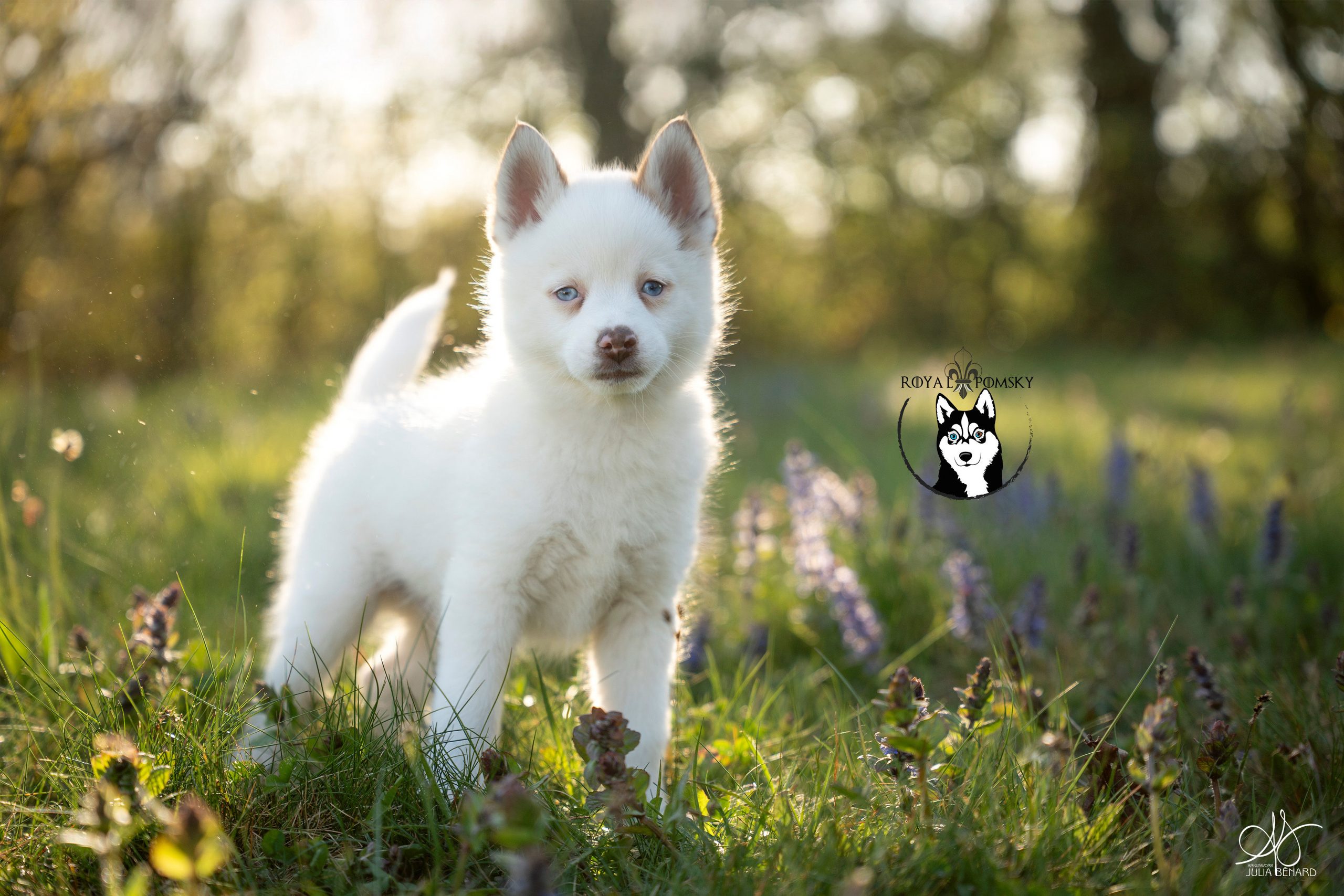 Élevage Pomsky 