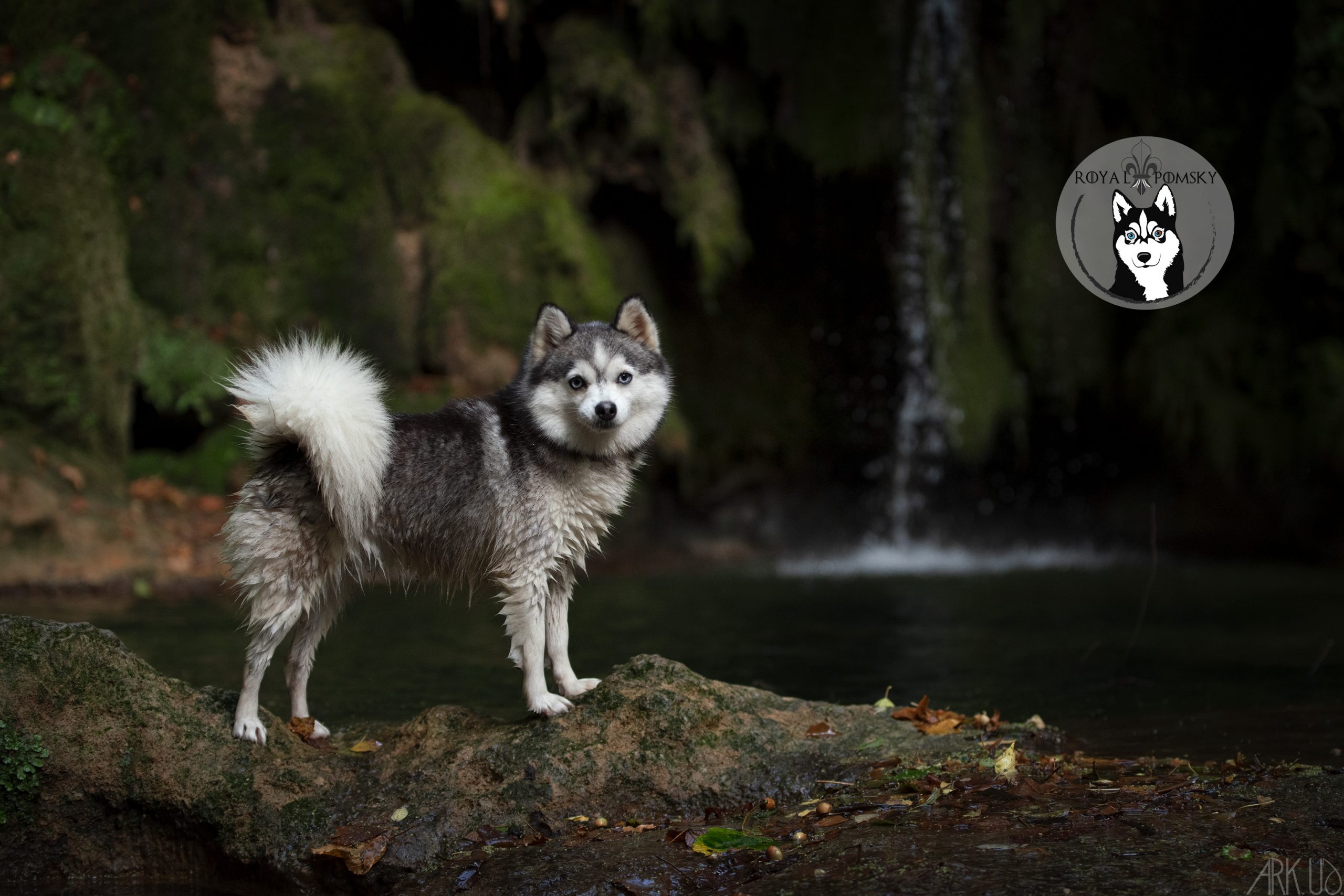 Élevage Pomsky 