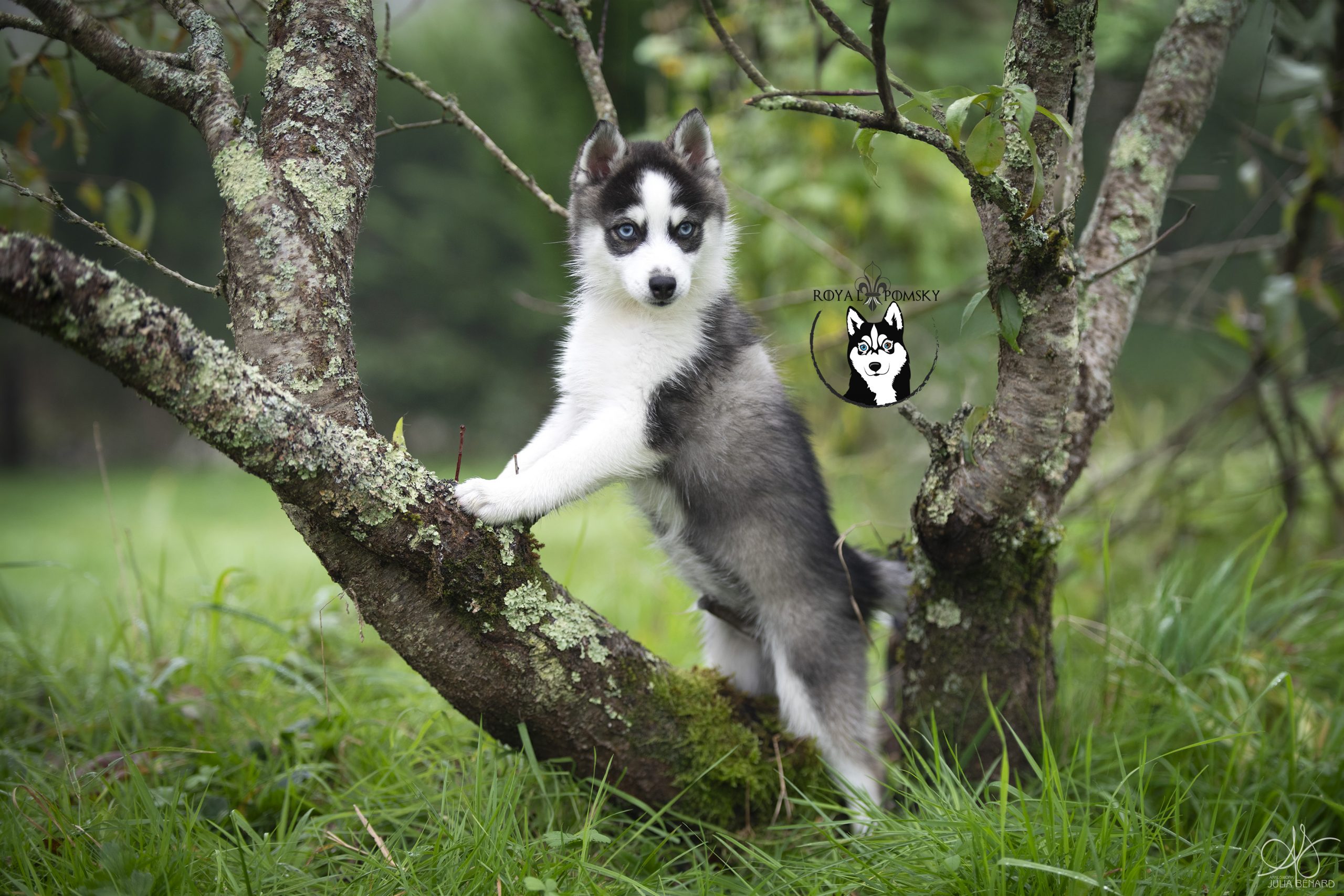 Élevage pomsky