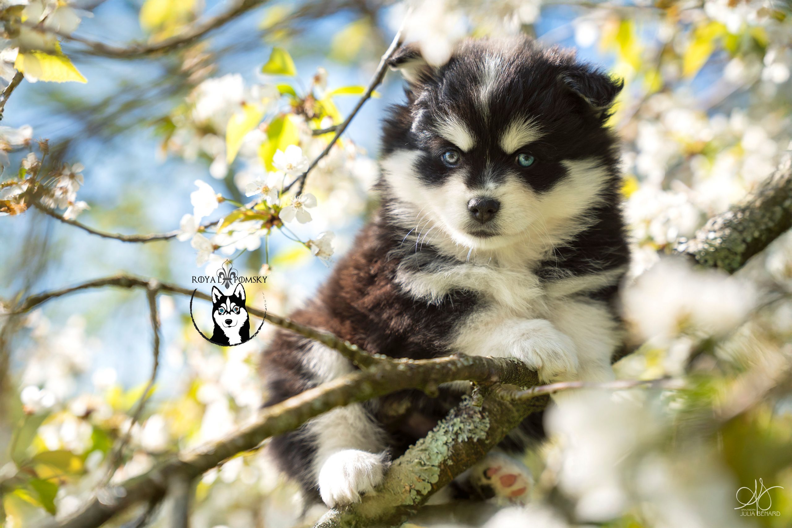 Élevage Pomsky 