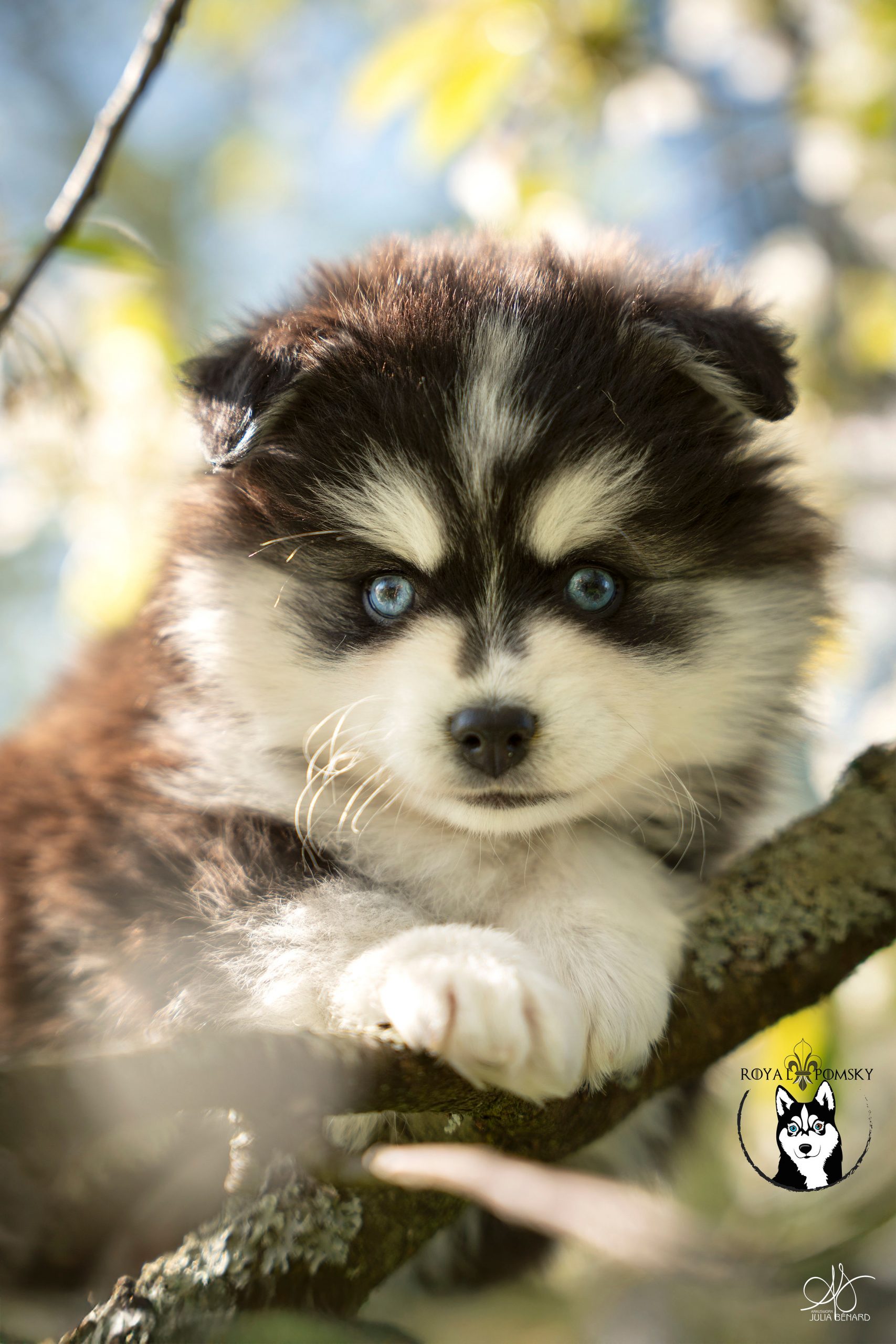 Baïkal une de nos chiots Pomsky f4 