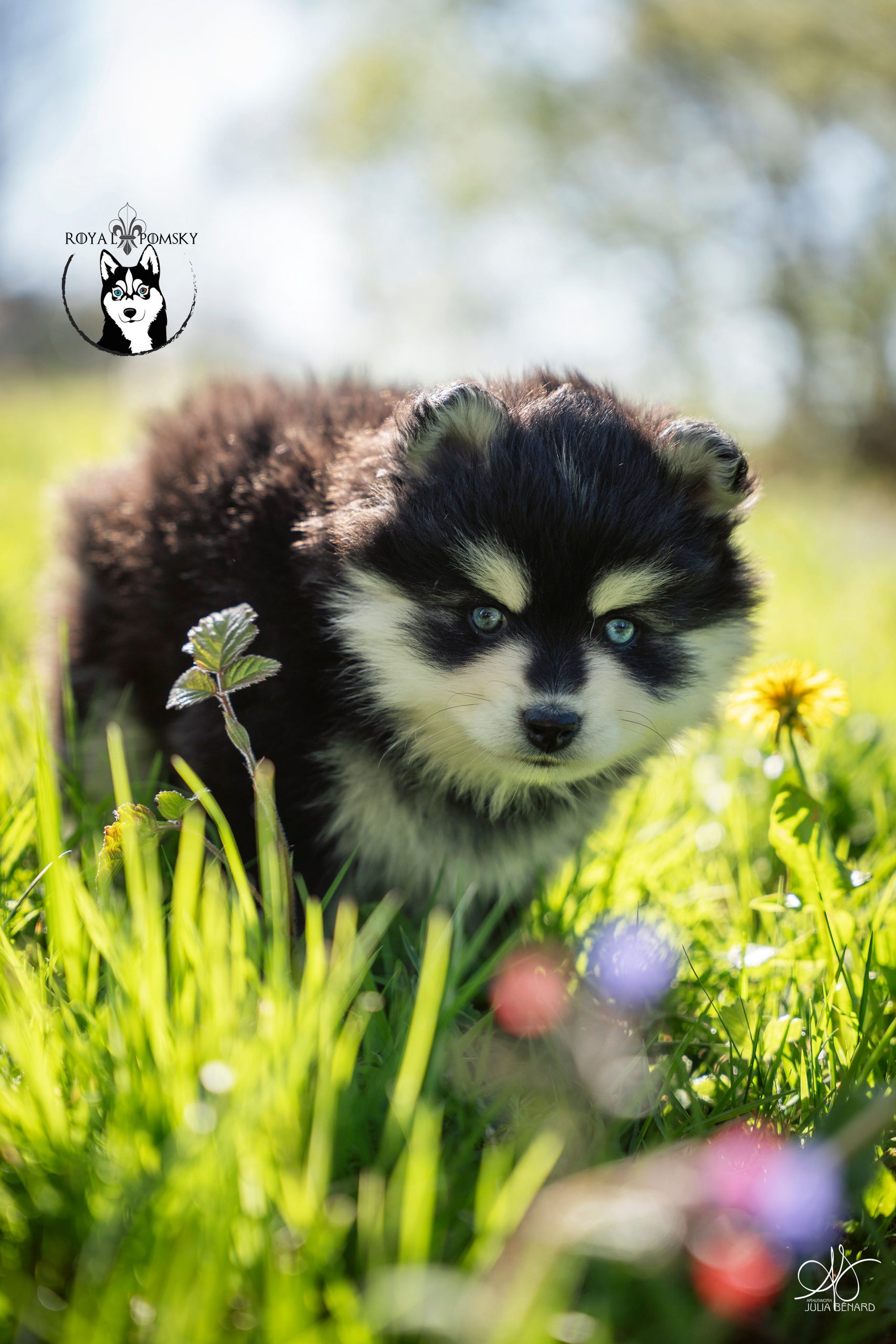 Élevage Pomsky 