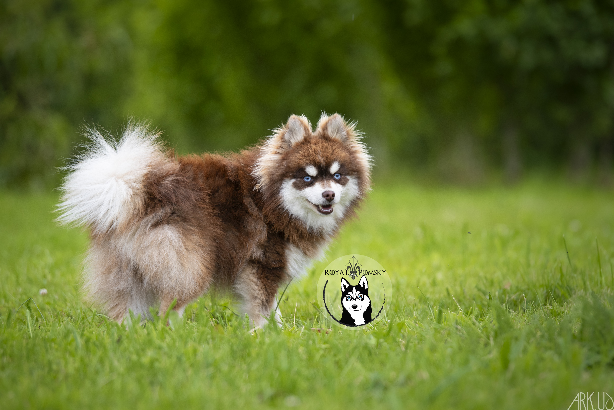 Élevage Pomsky 