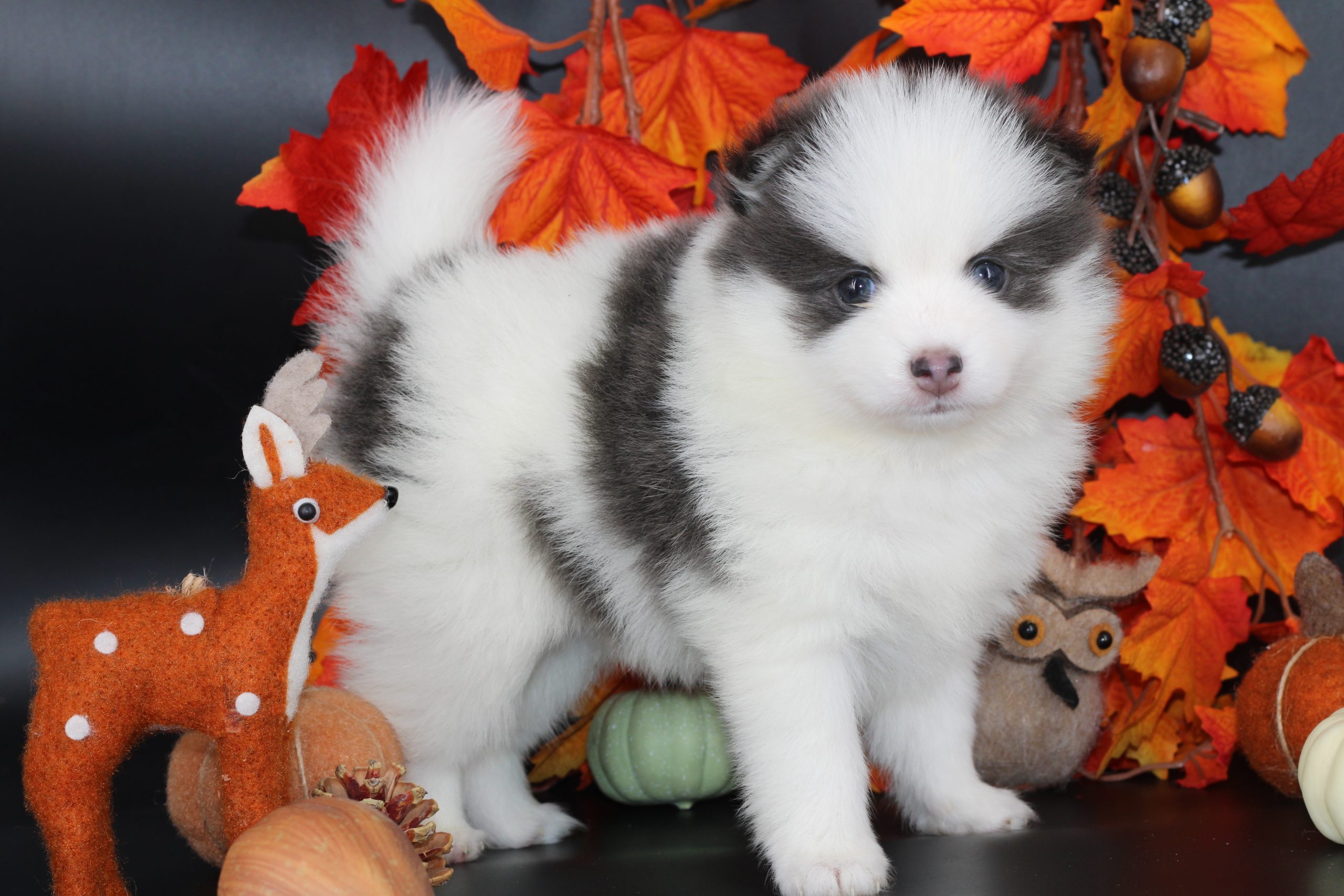 Élevage pomsky