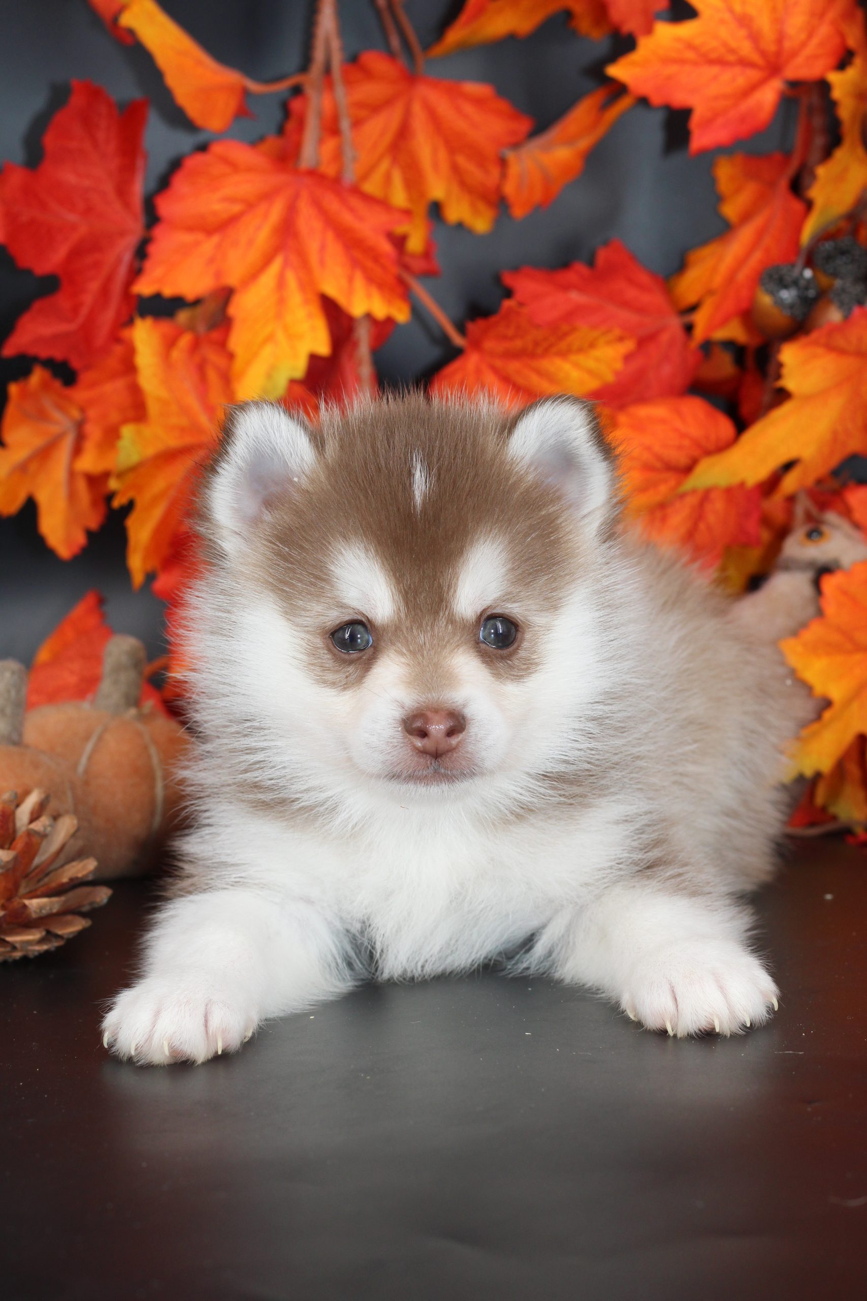 Élevage pomsky