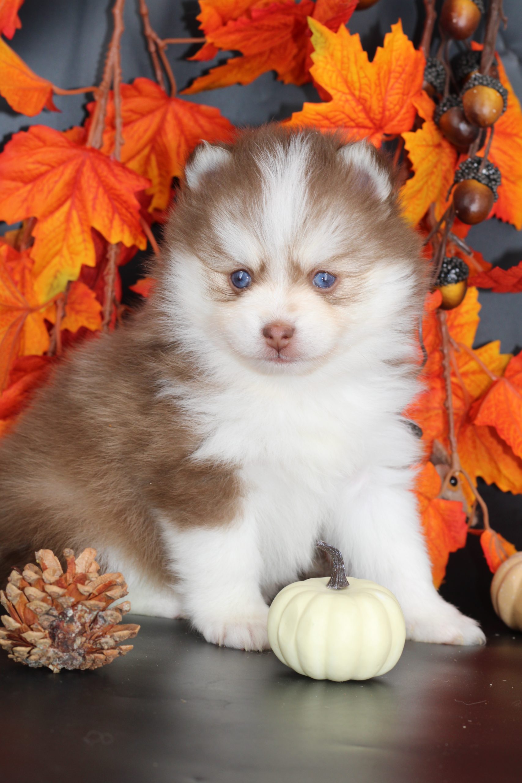 Élevage pomsky
