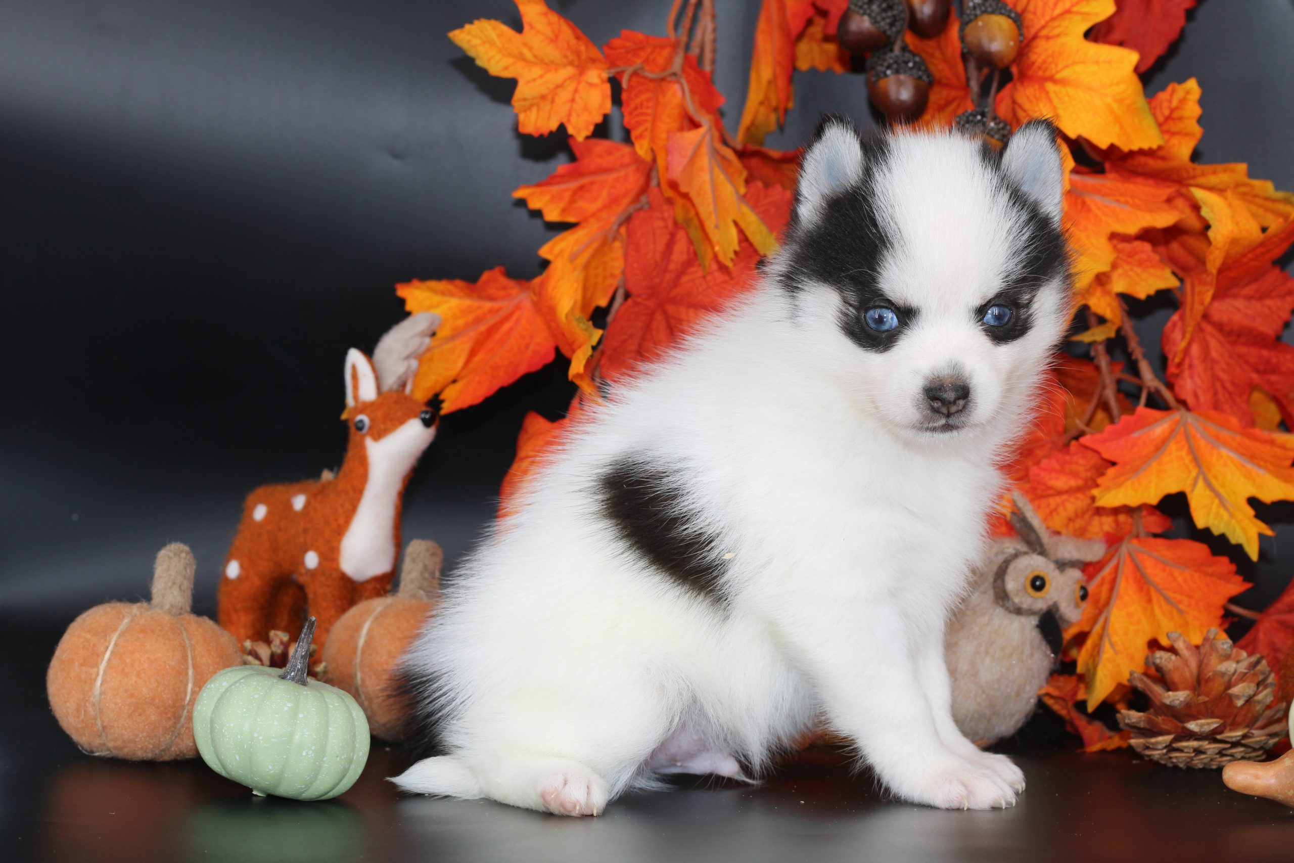 Élevage pomsky