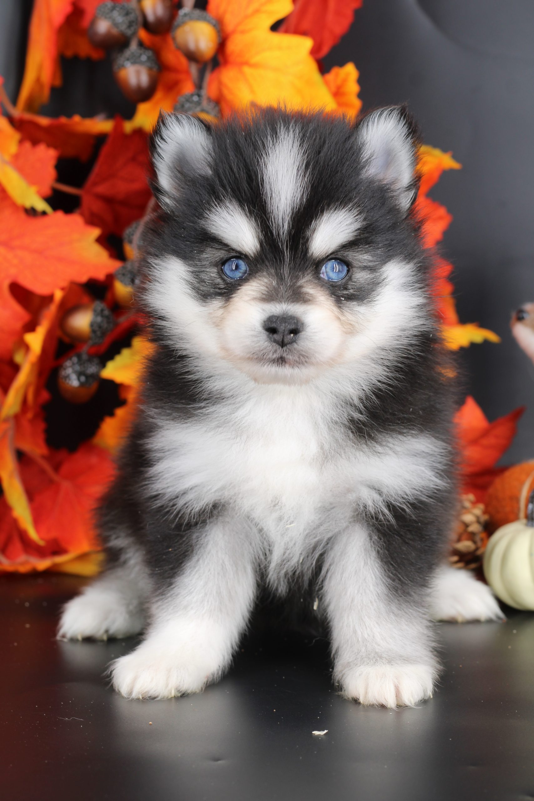 Élevage pomsky