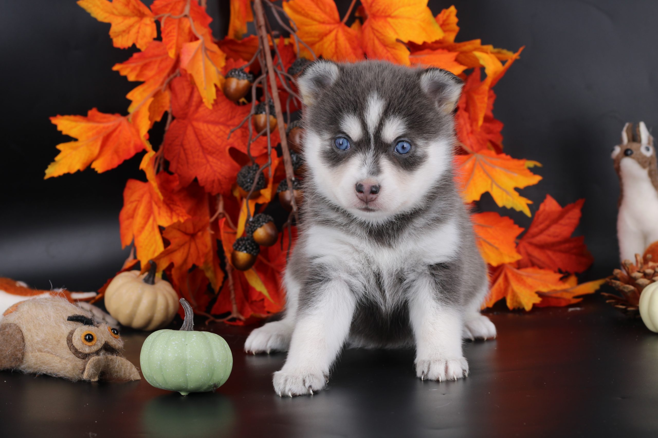 Élevage pomsky 