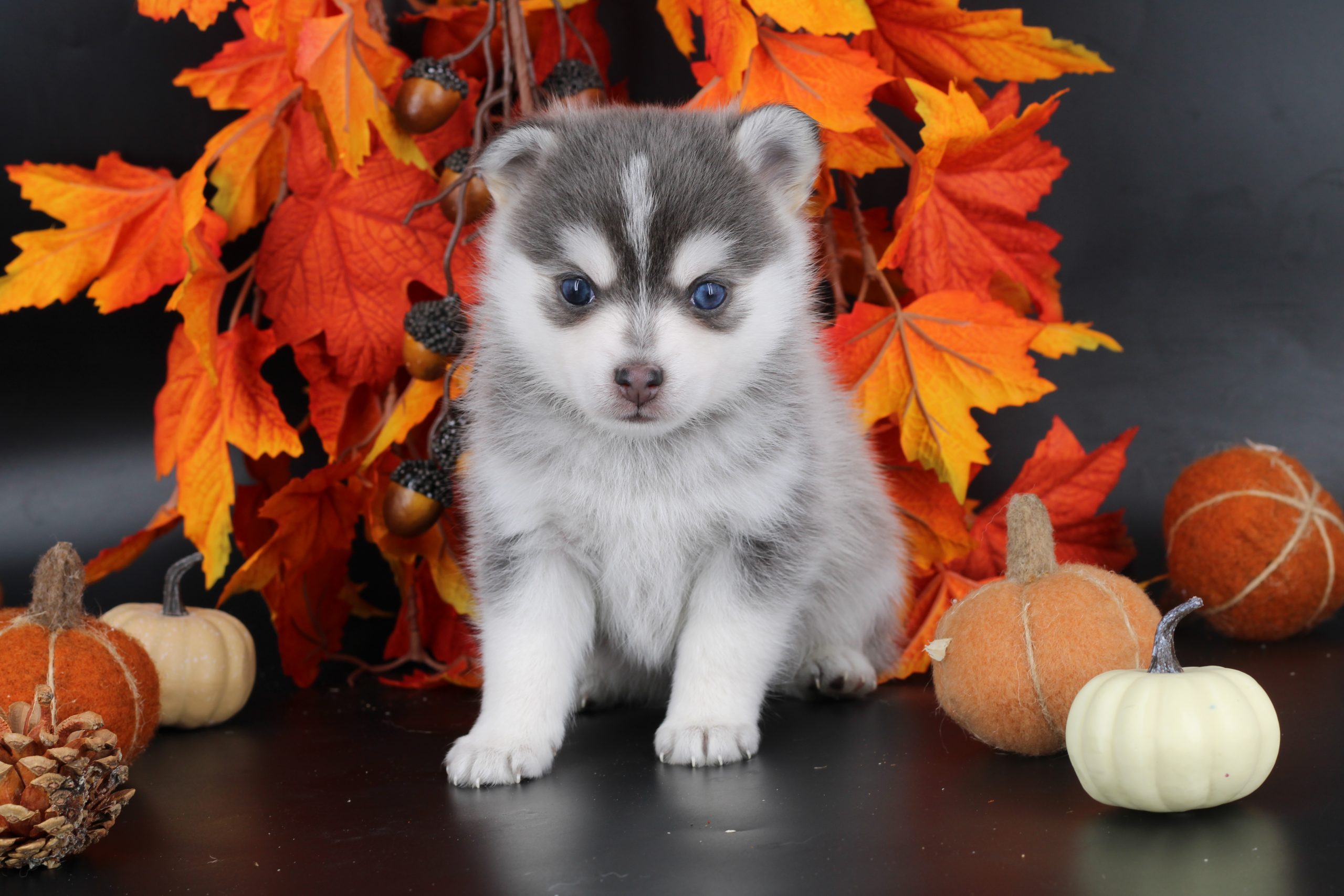 Élevage pomsky 