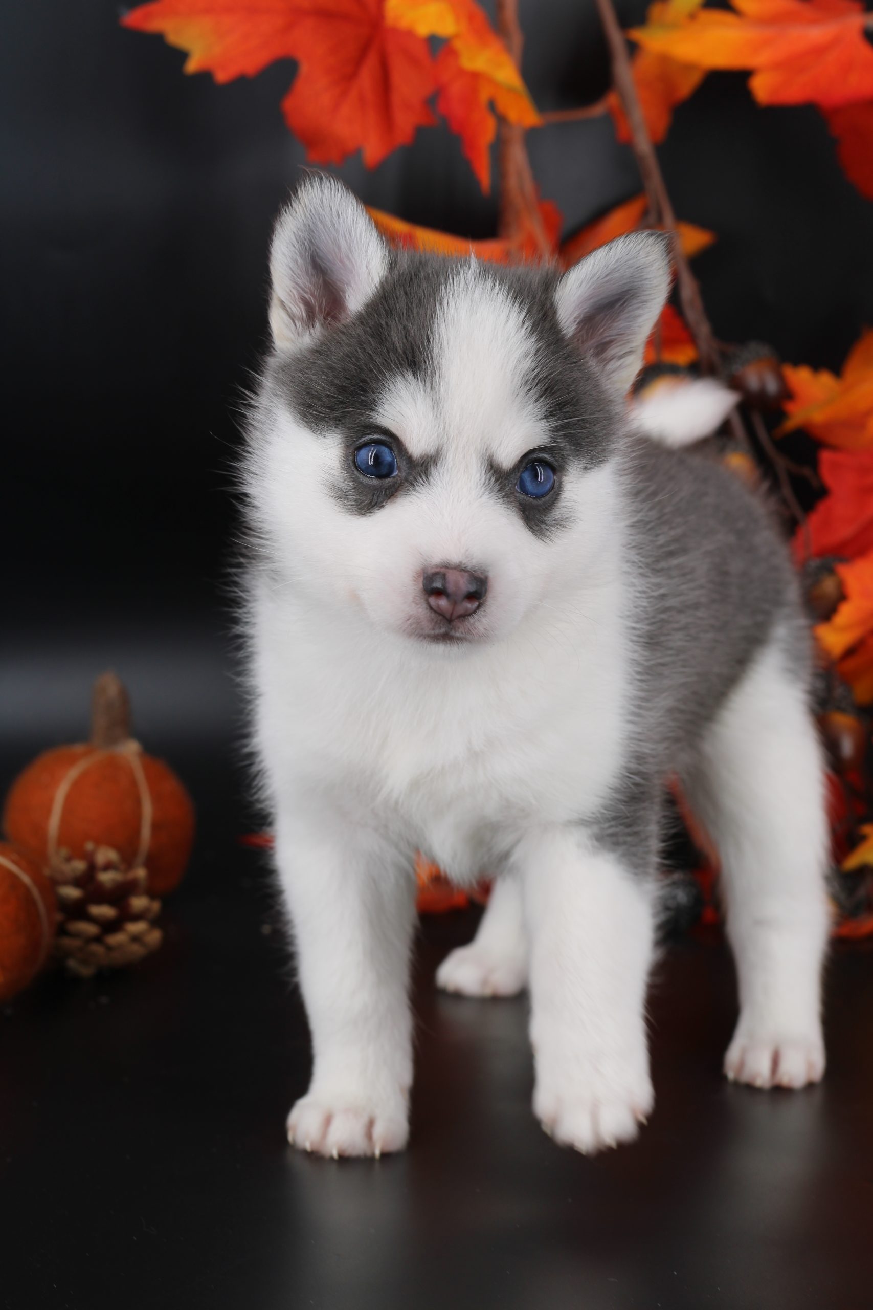 Élevage pomsky 