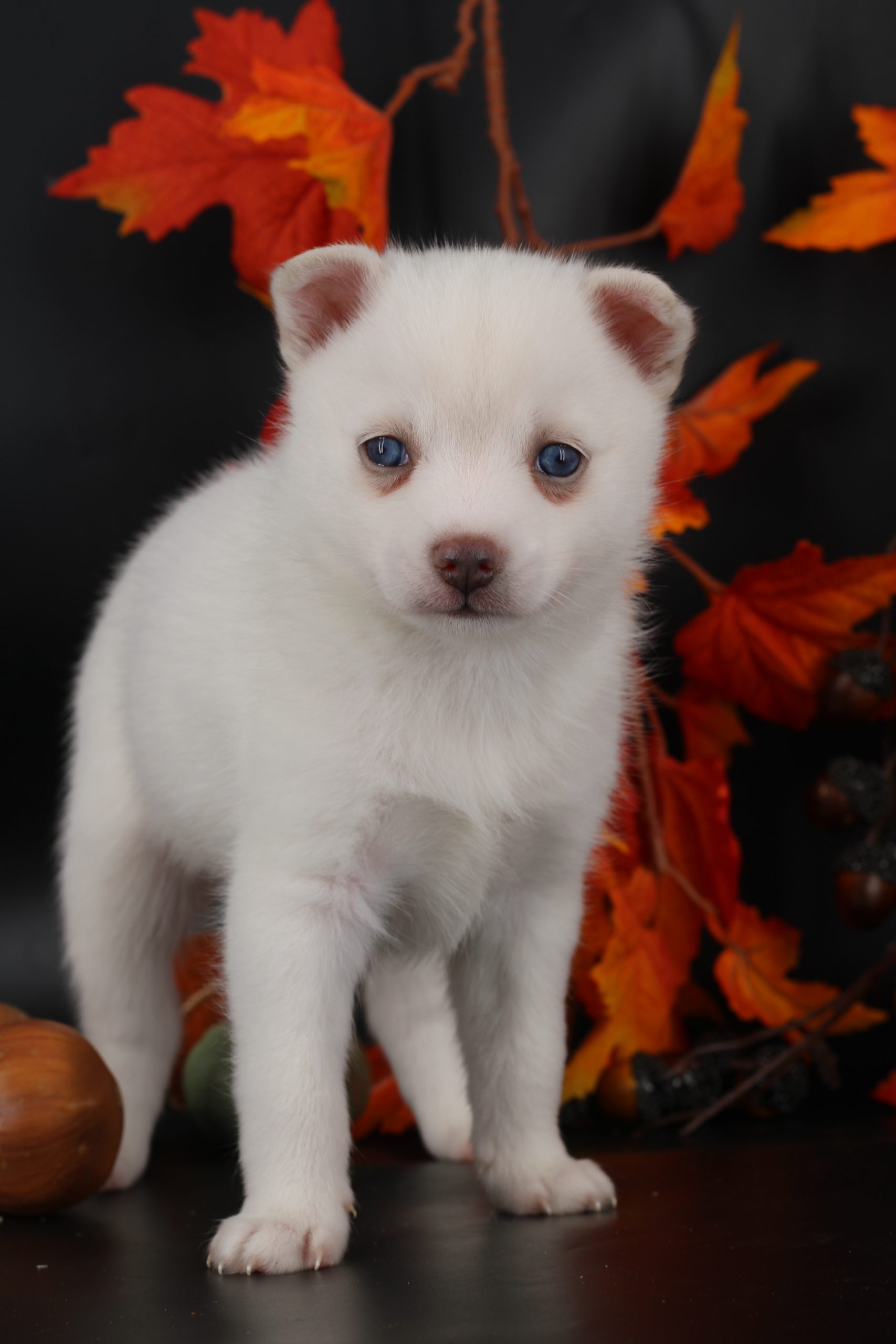 Élevage pomsky 