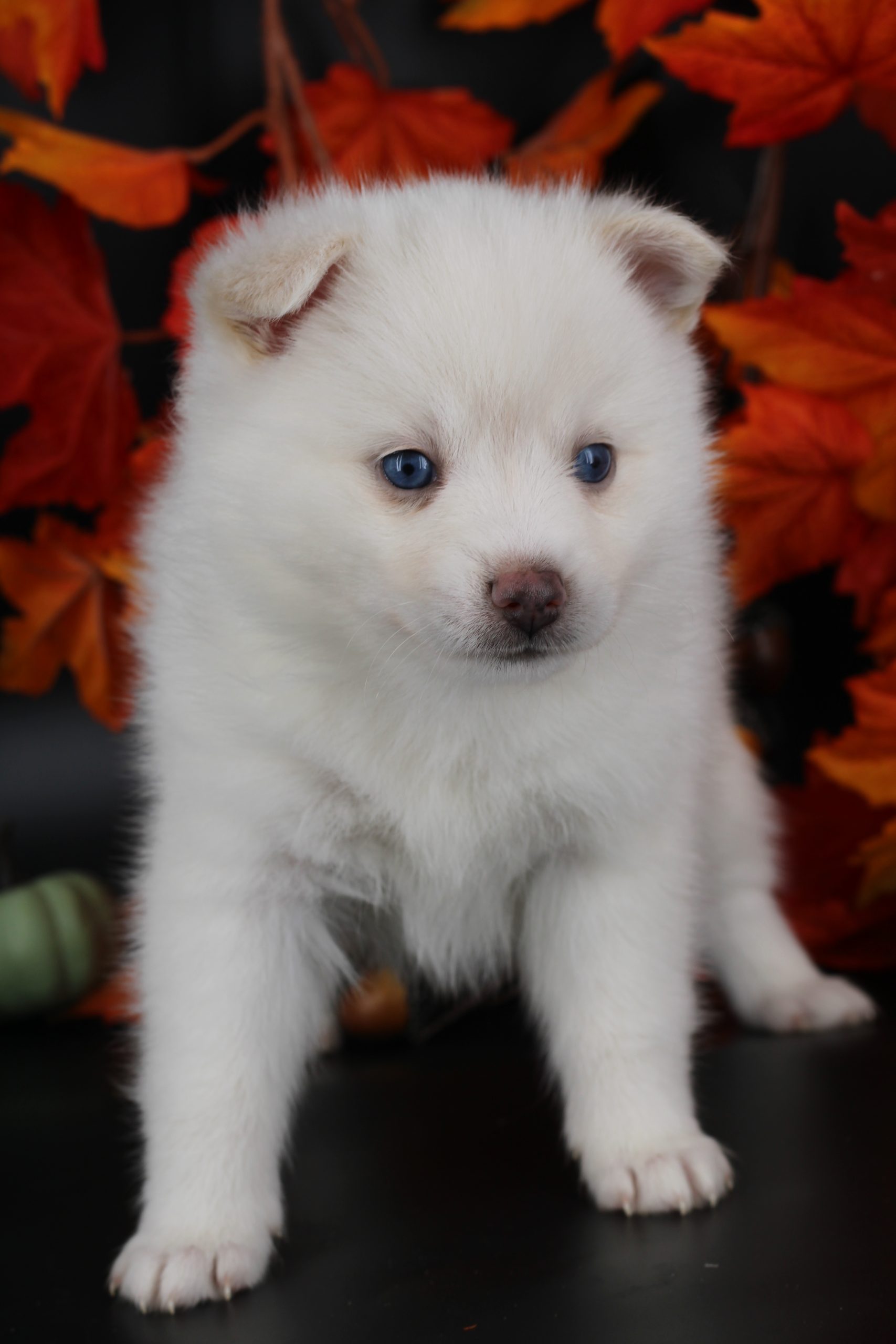 Élevage pomsky 
