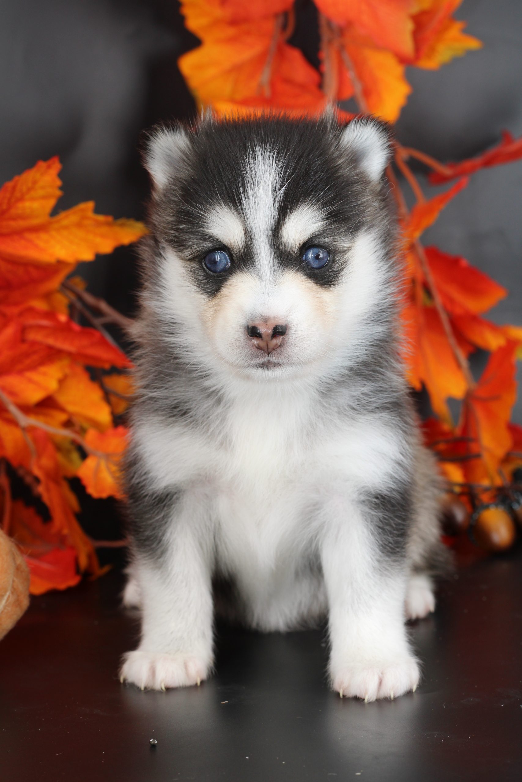 Élevage pomsky 