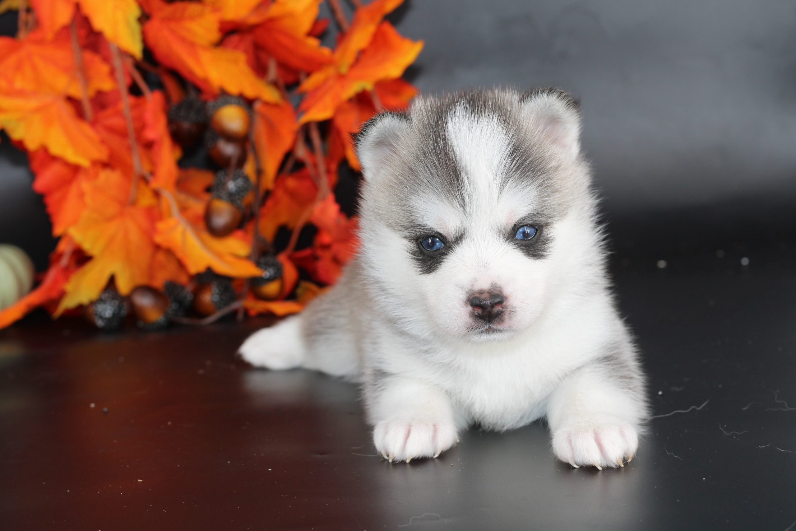 Élevage pomsky