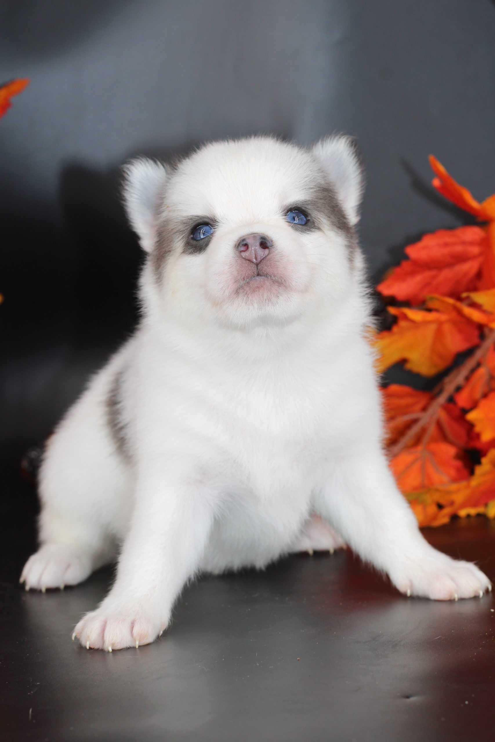 Élevage pomsky 