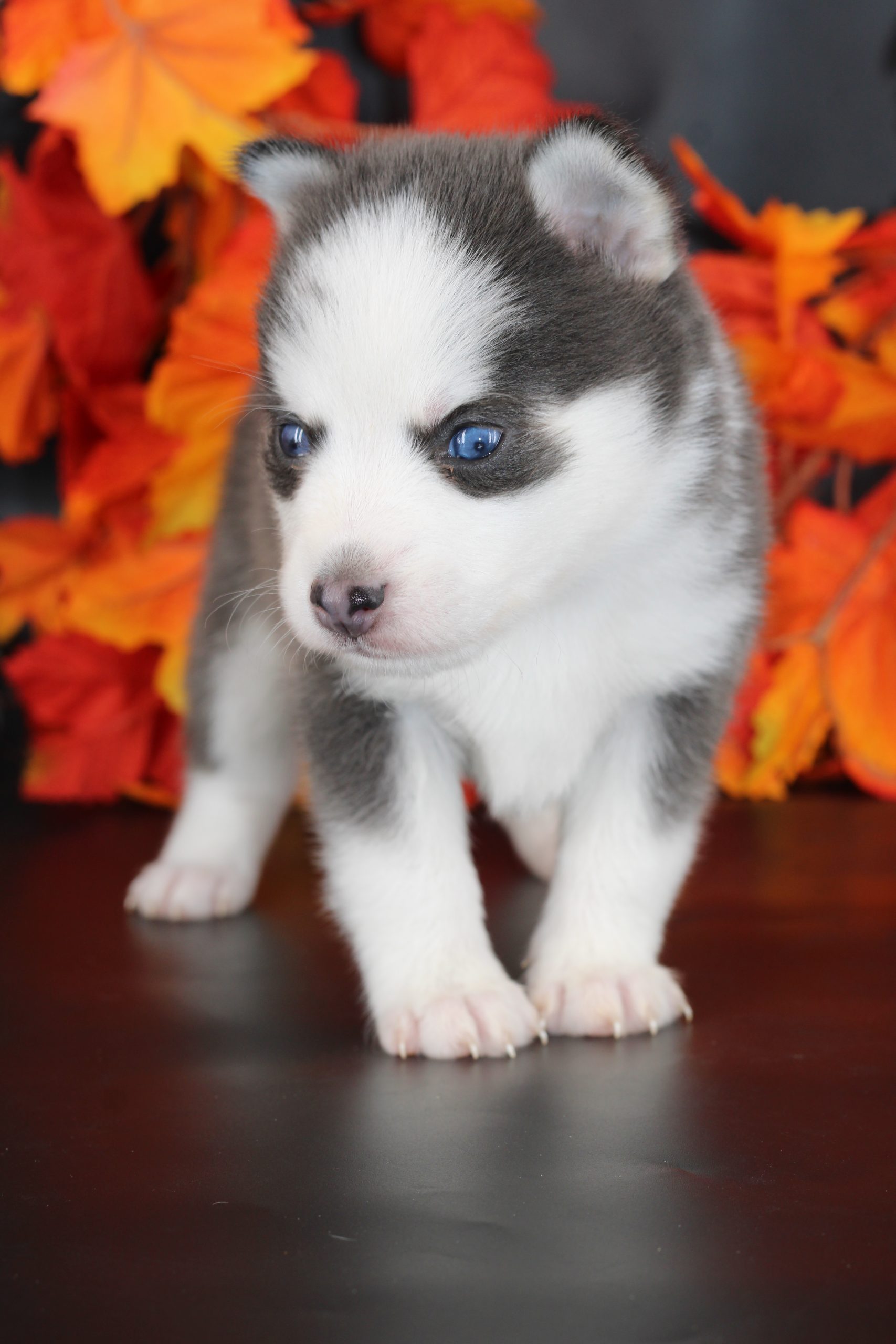 Élevage pomsky 