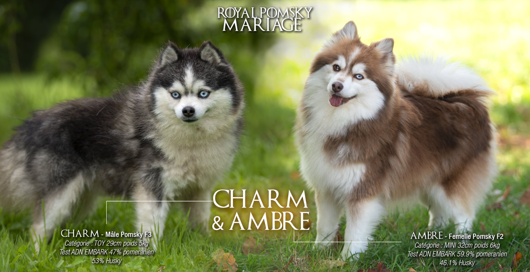 élevage pomsky