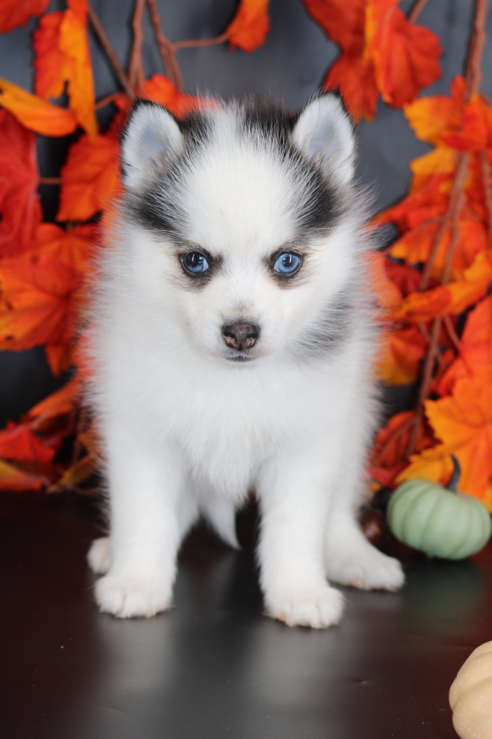 Élevage pomsky 
