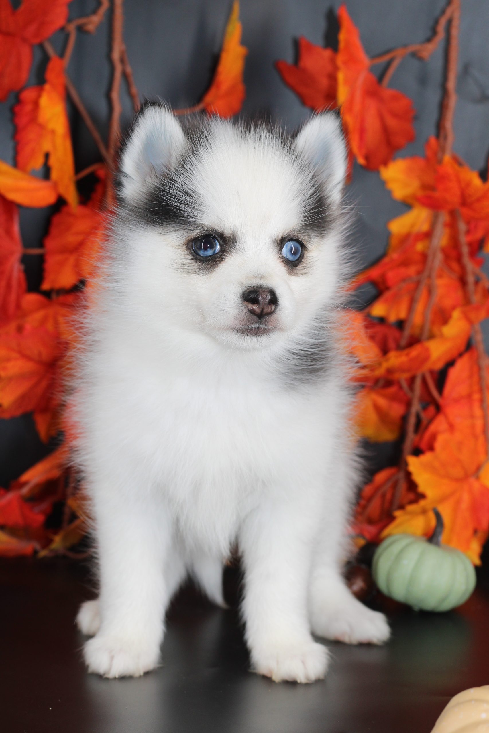 Élevage pomsky