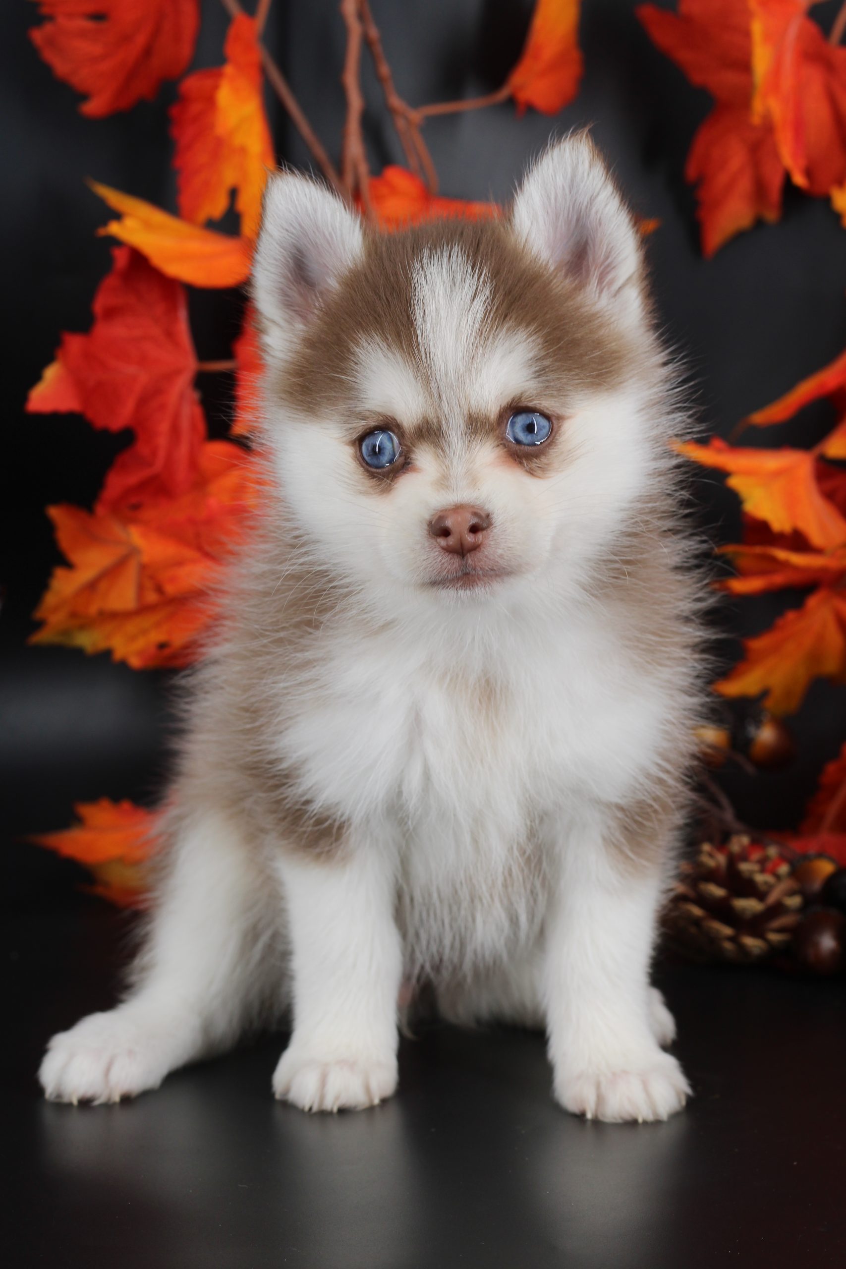 Élevage pomsky