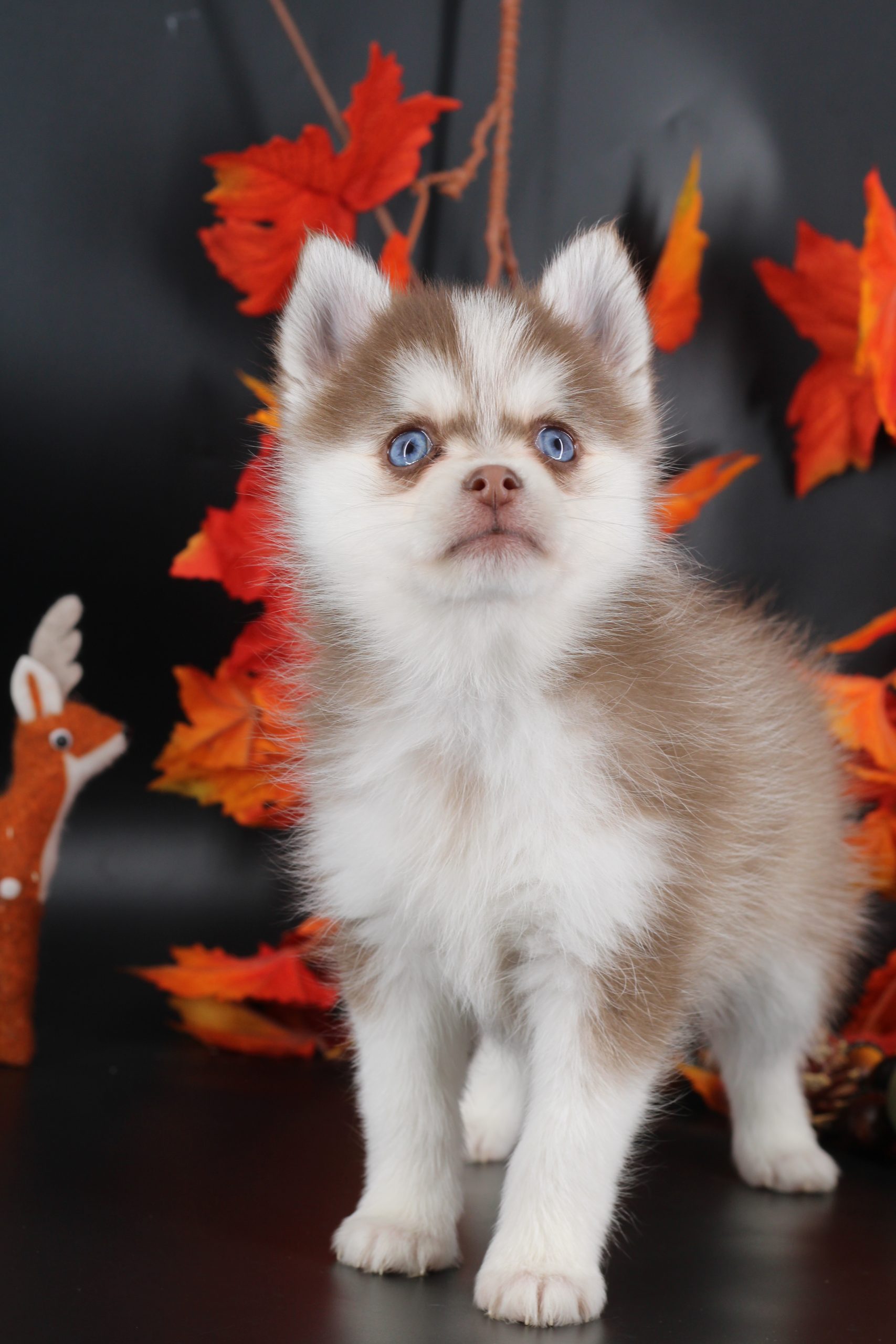 Élevage pomsky
