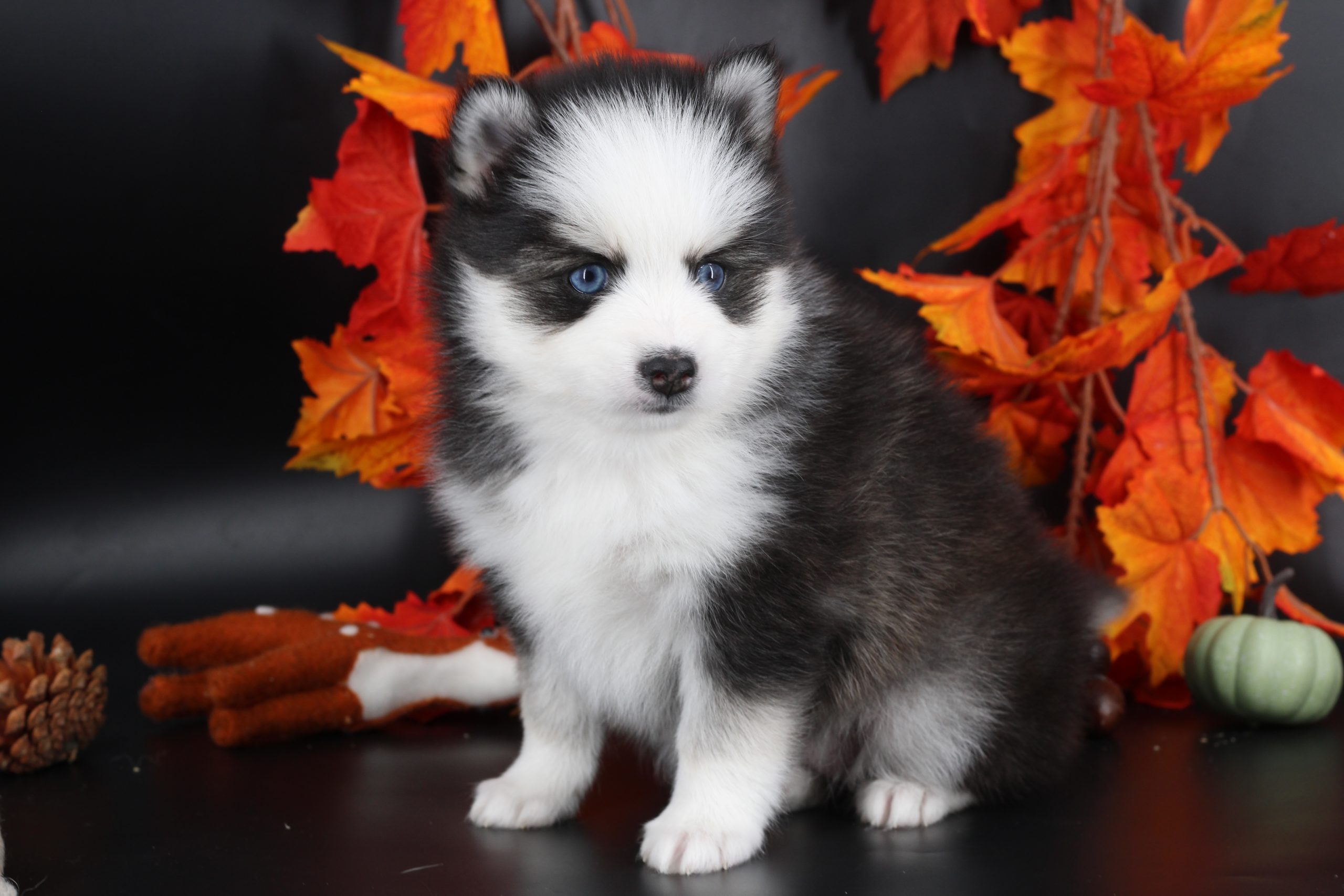 Élevage pomsky