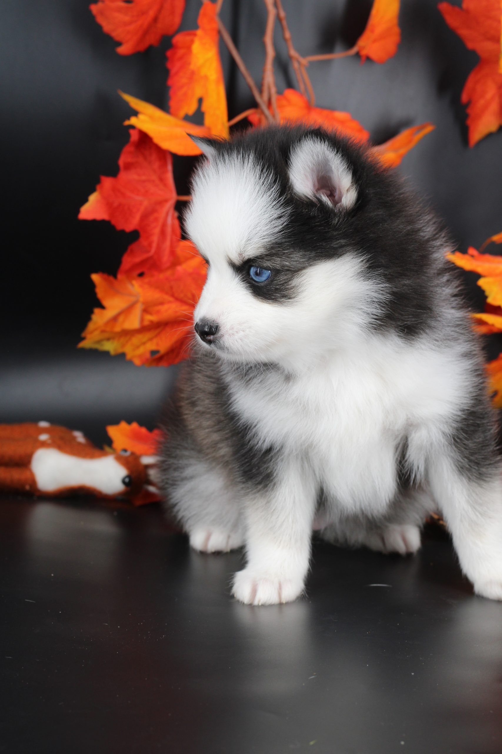 Élevage pomsky