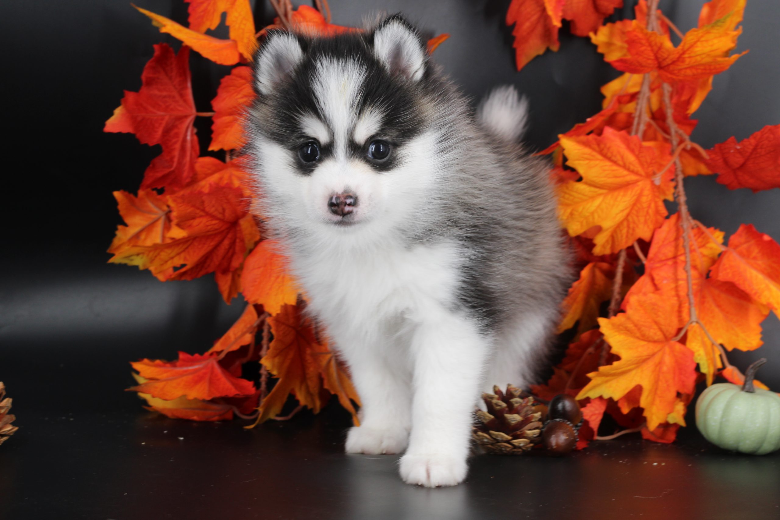 Élevage pomsky