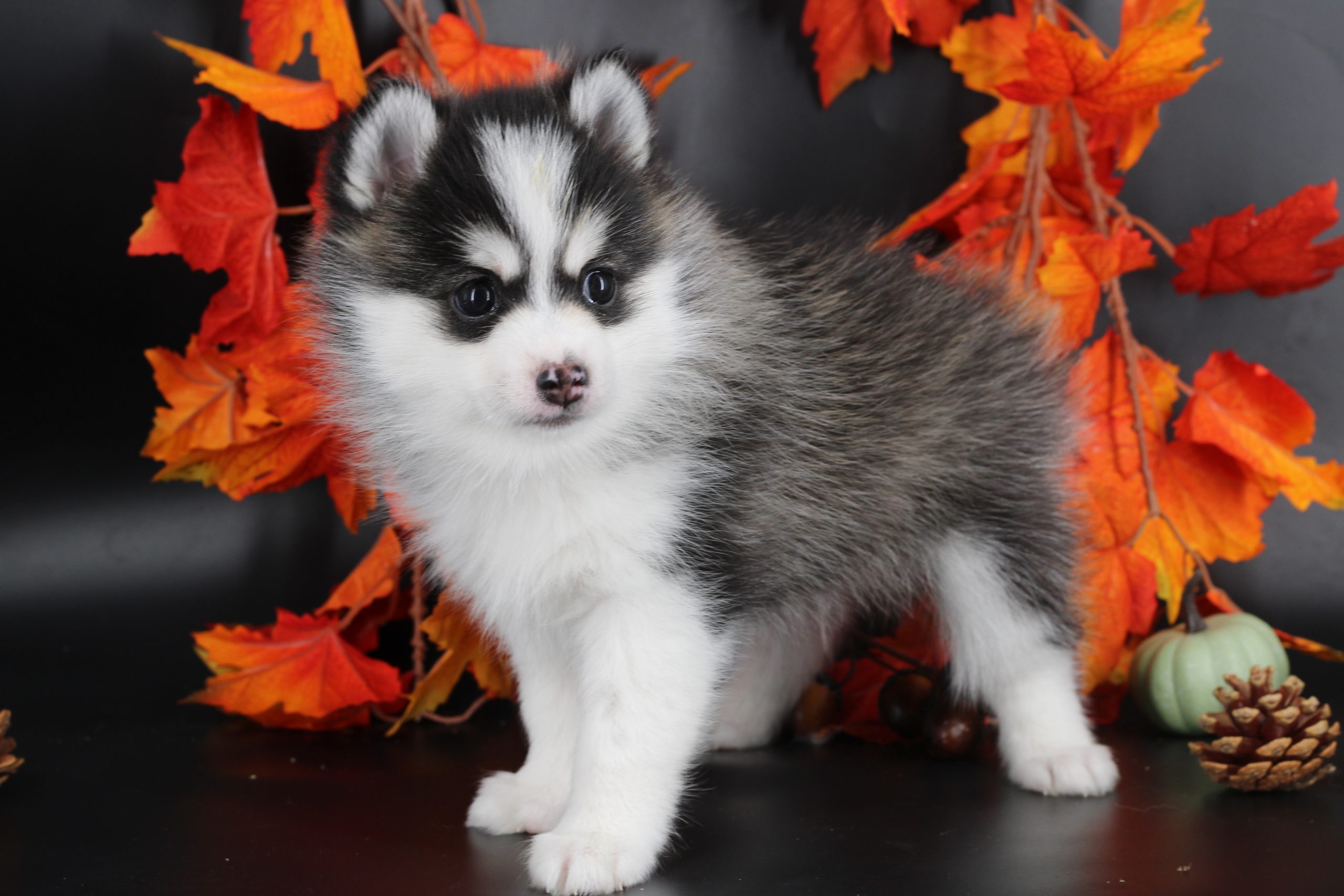 Élevage pomsky