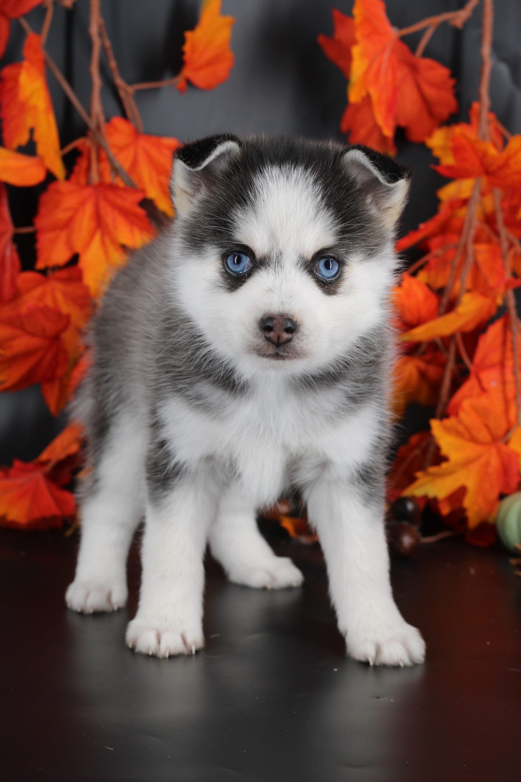 Élevage pomsky