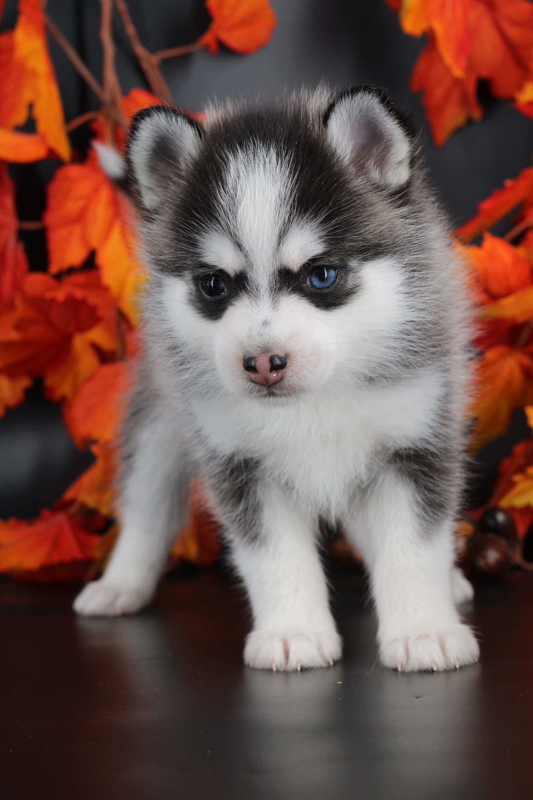 Élevage pomsky