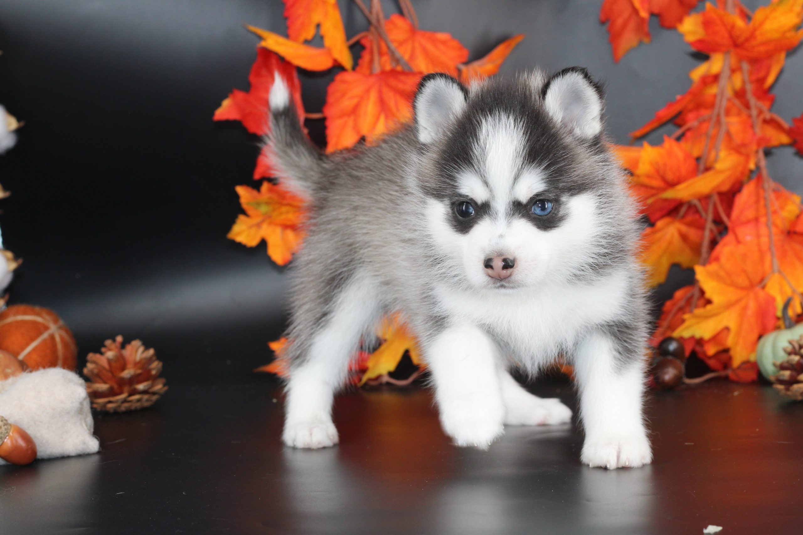 Élevage pomsky
