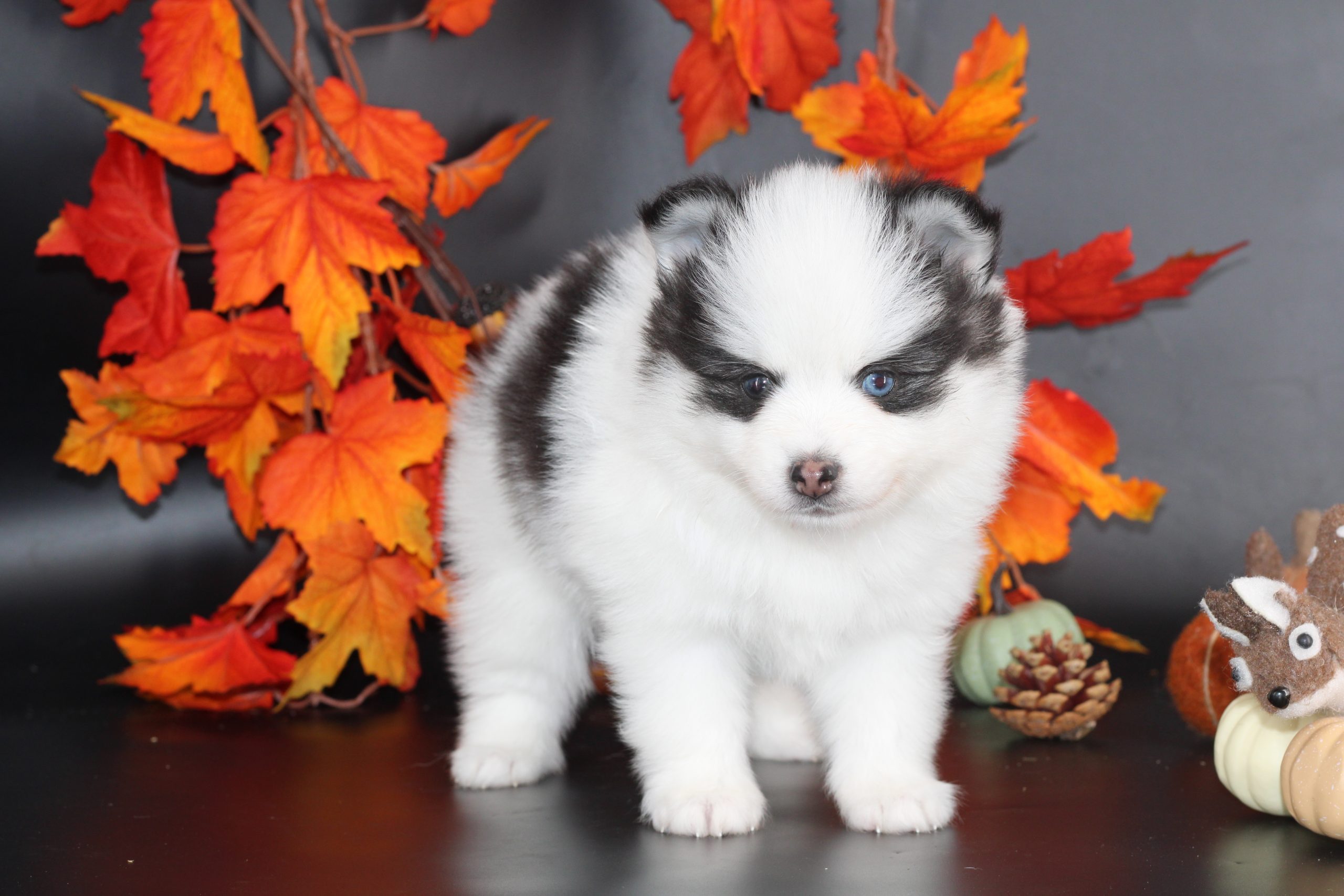 Élevage pomsky