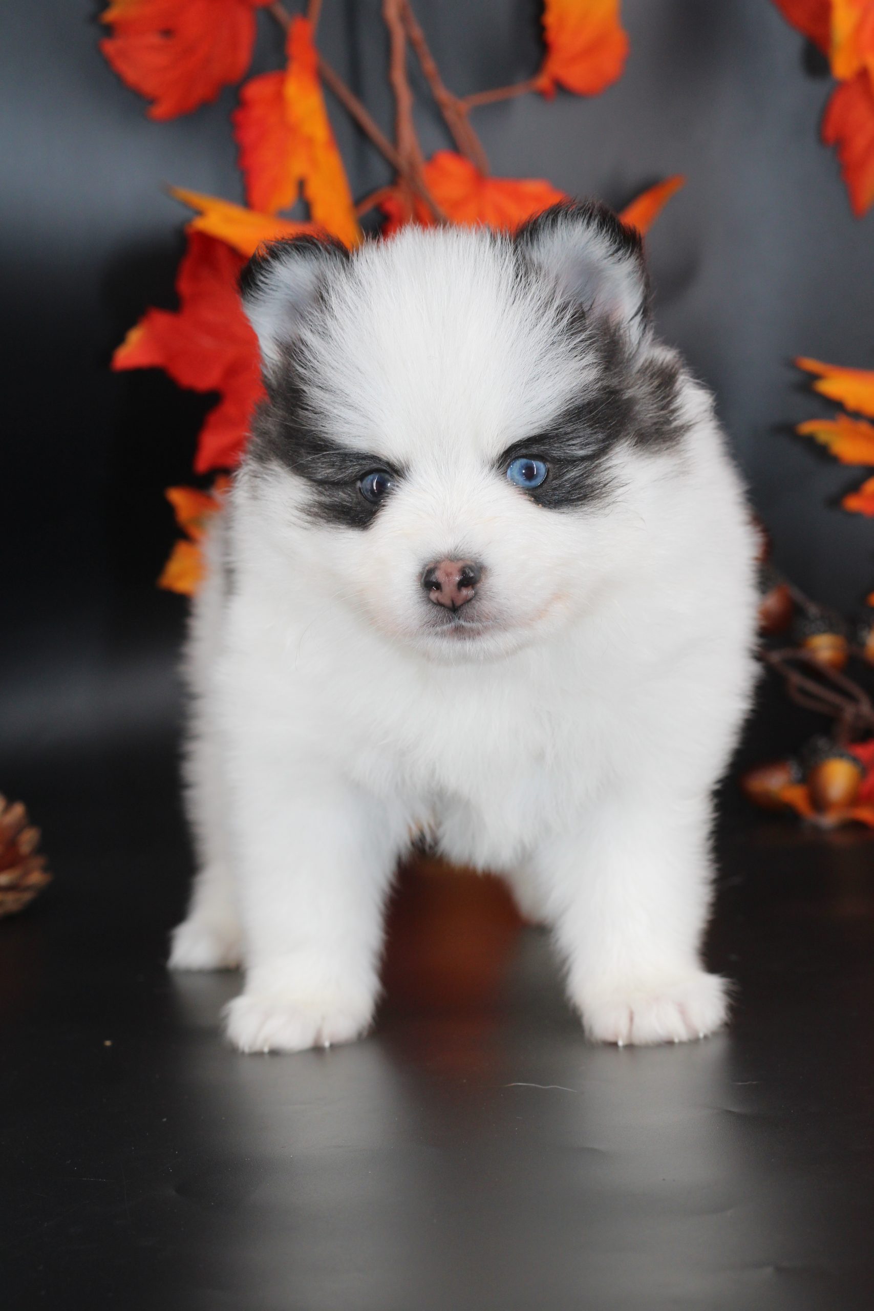 Élevage pomsky