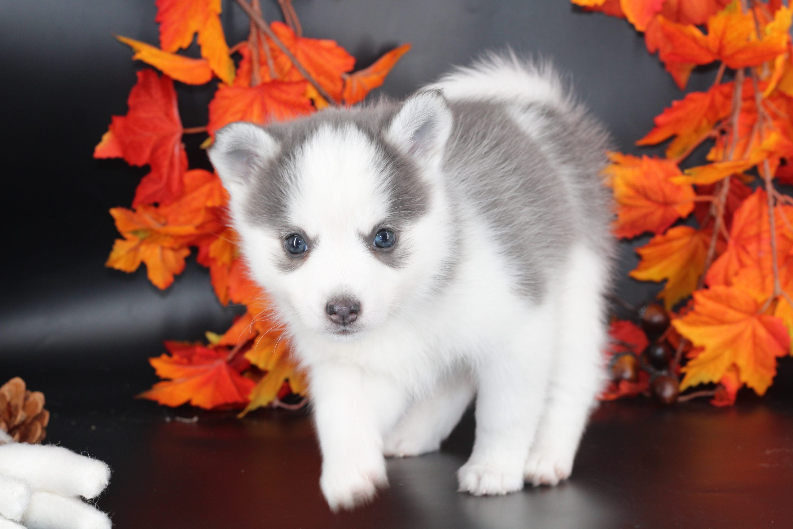 Élevage pomsky