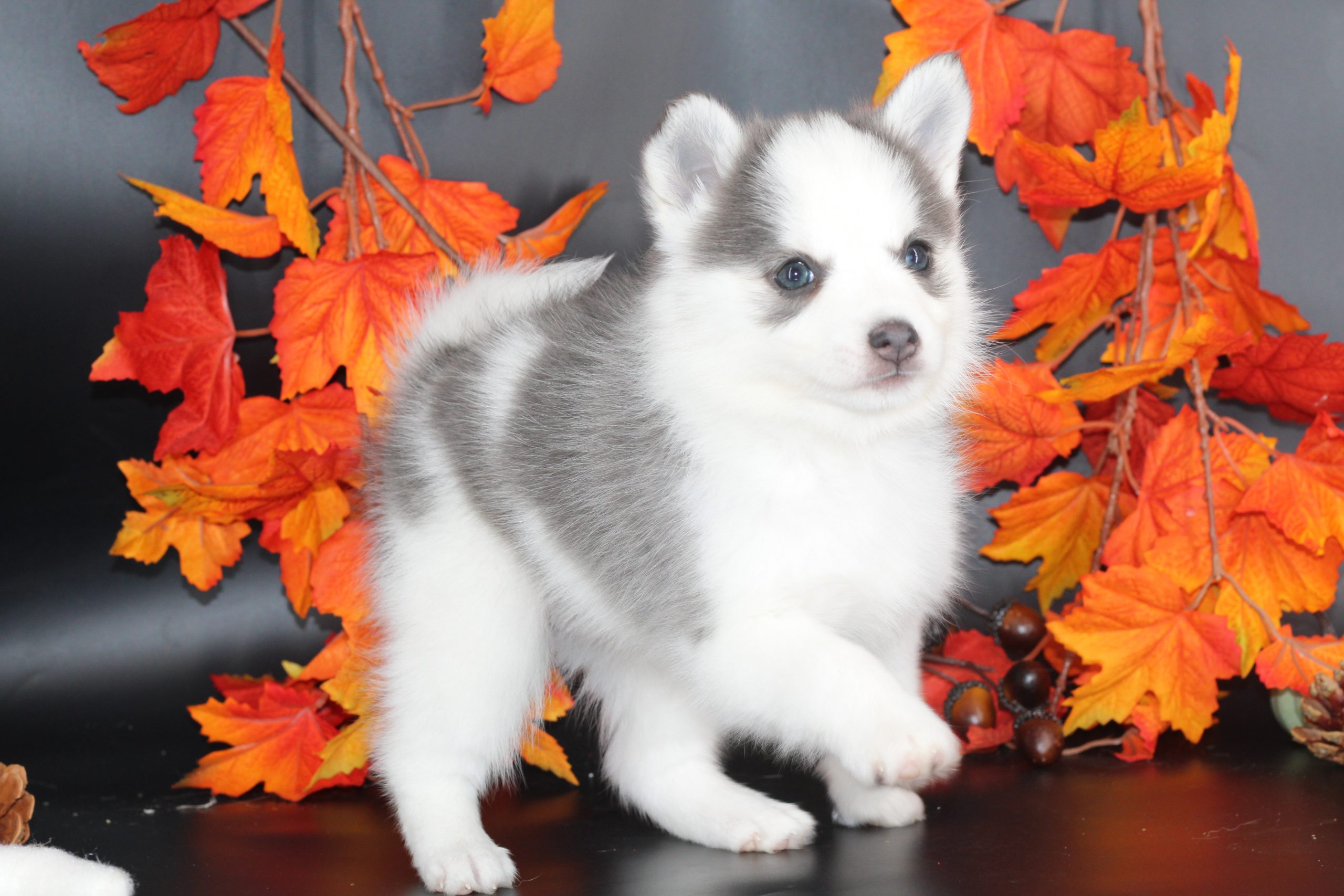 Élevage Pomsky 